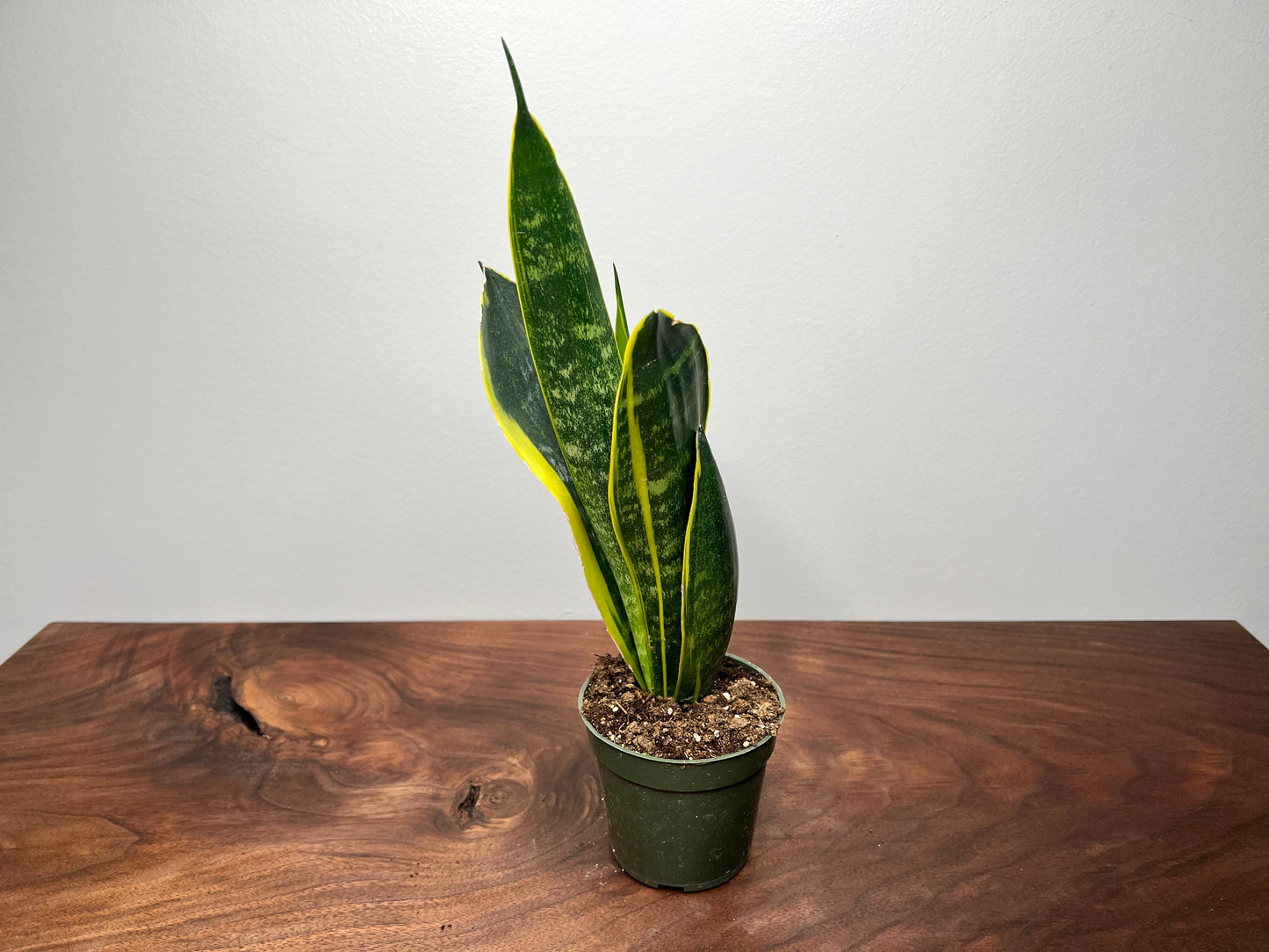 Snake Plant 4”