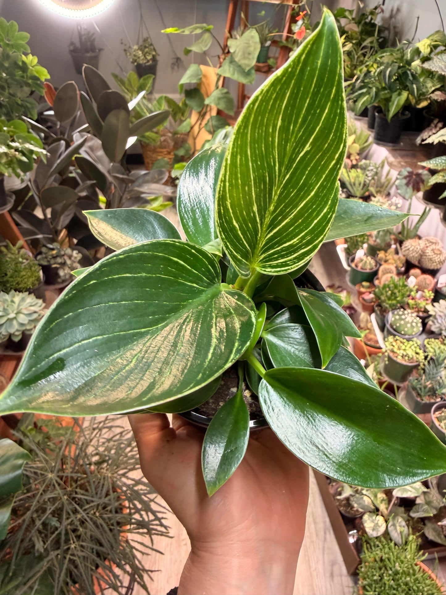Philodendron Birkin 4”