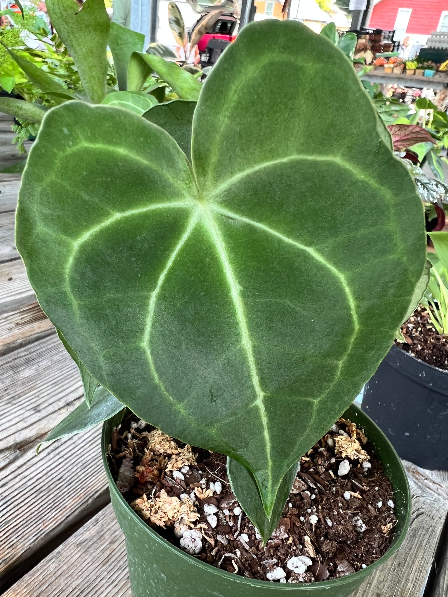 Anthurium Clarinervium