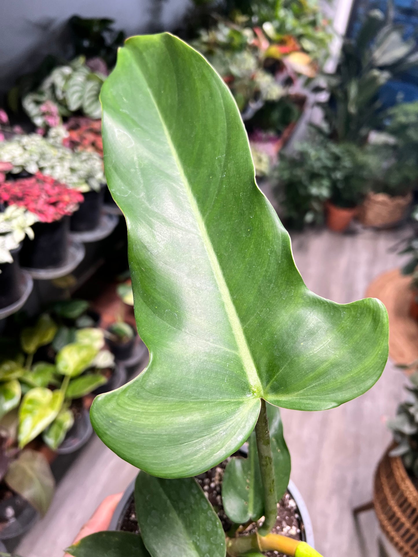 Philodendron Jerry Thorne 6”