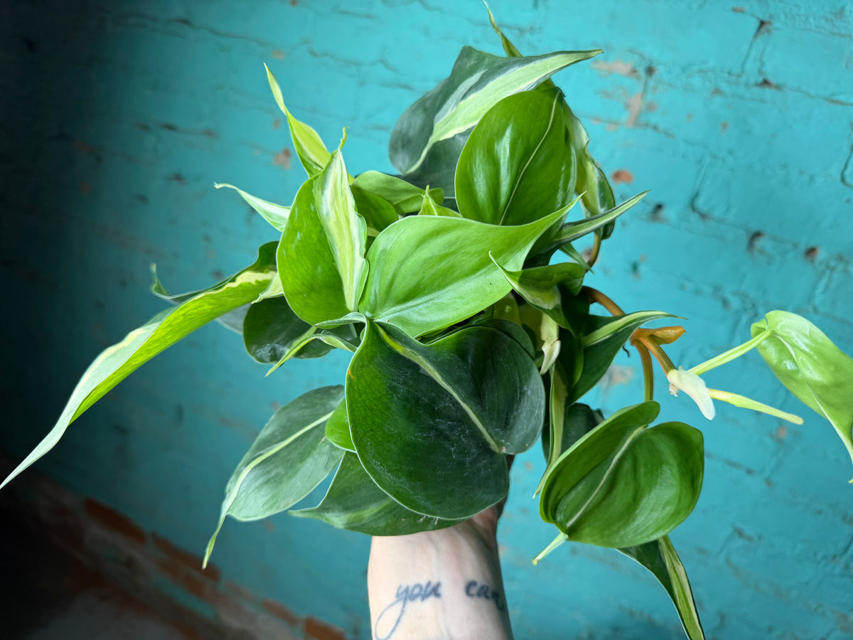 Philodendron Silver Stripe 4”