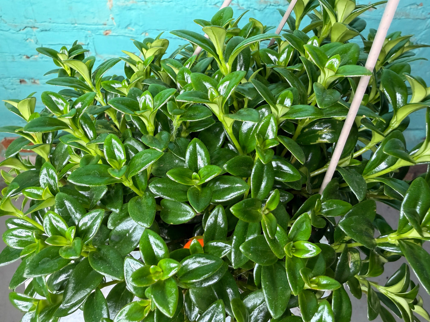 Goldfish plant 6” basket