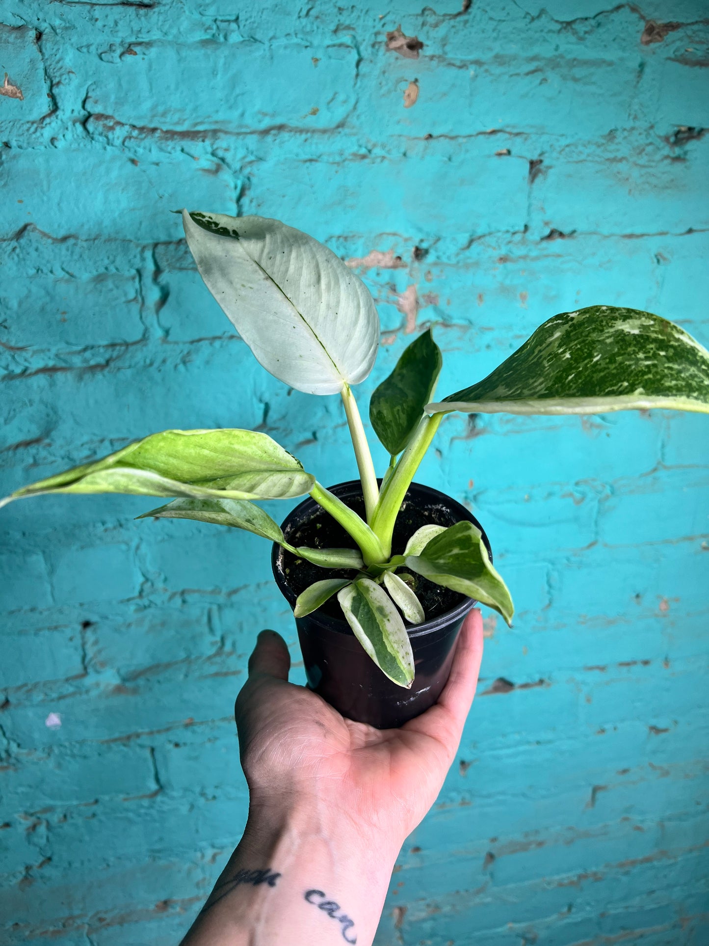 Philodendron Jose Buono Albo 4”