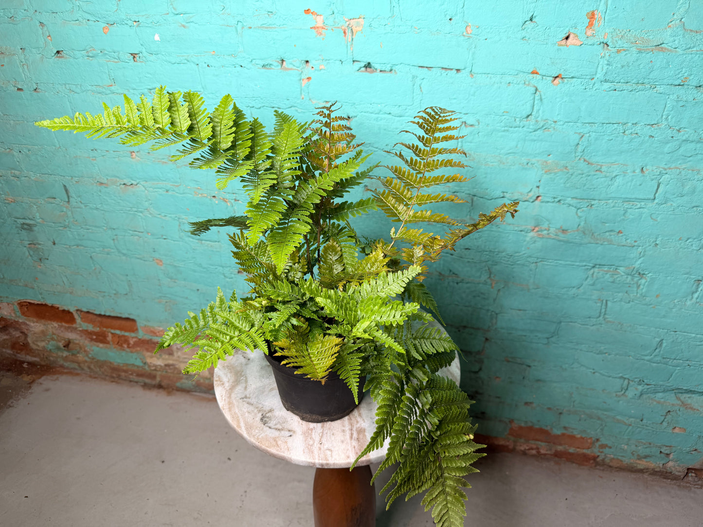 Autumn Fern 6”