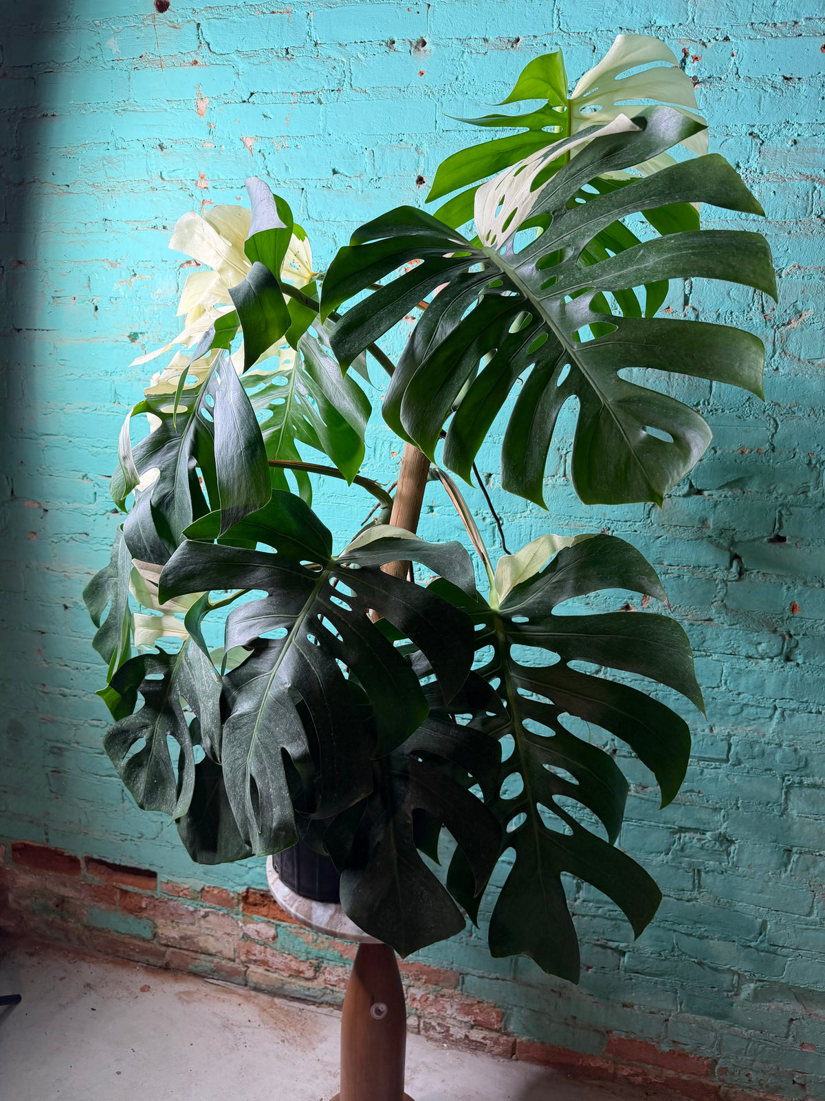 Monstera Deliciosa Albo 10”