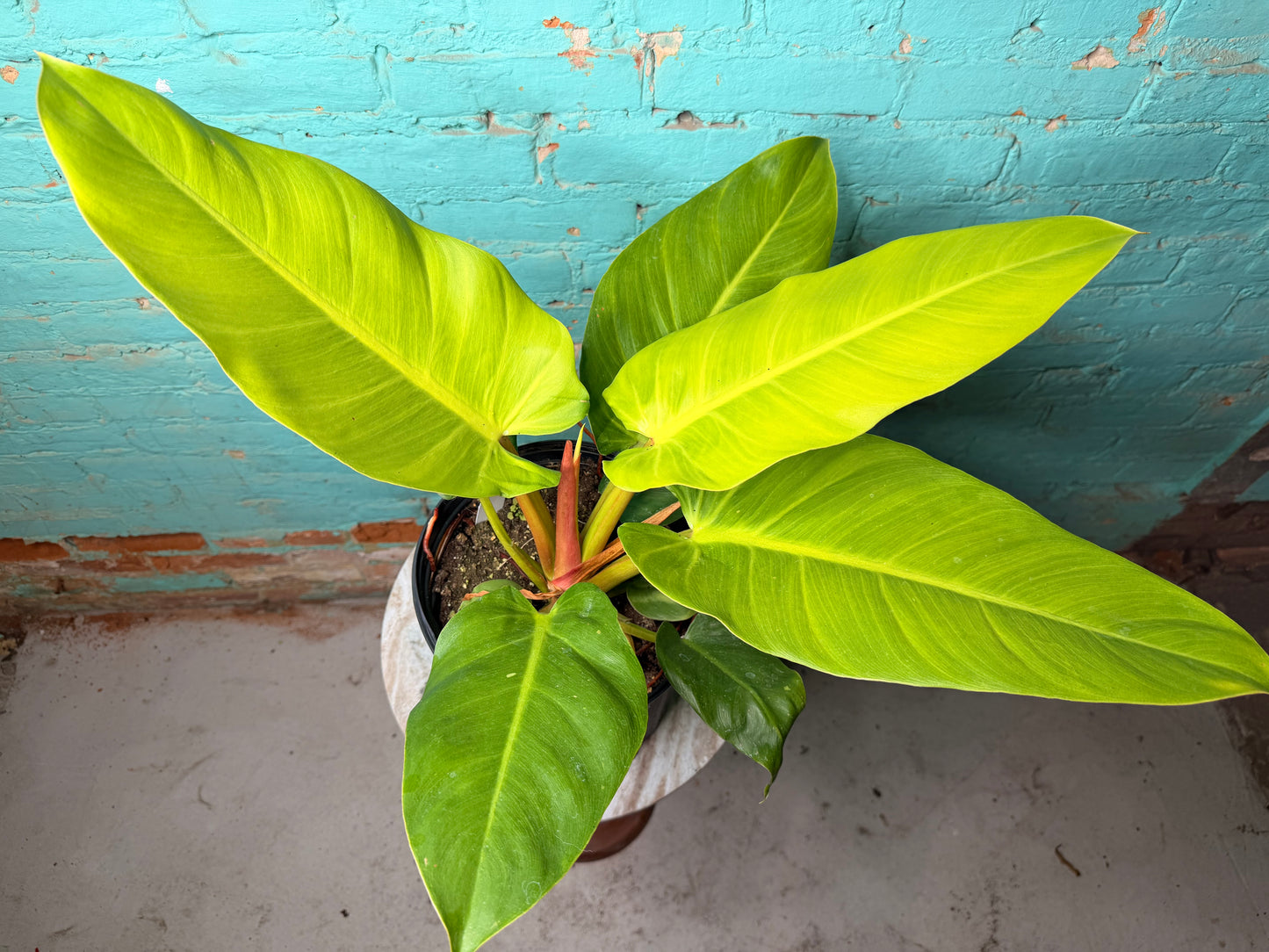 Philodendron Melinoii Ghost 10”