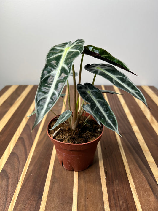 Alocasia Bambino