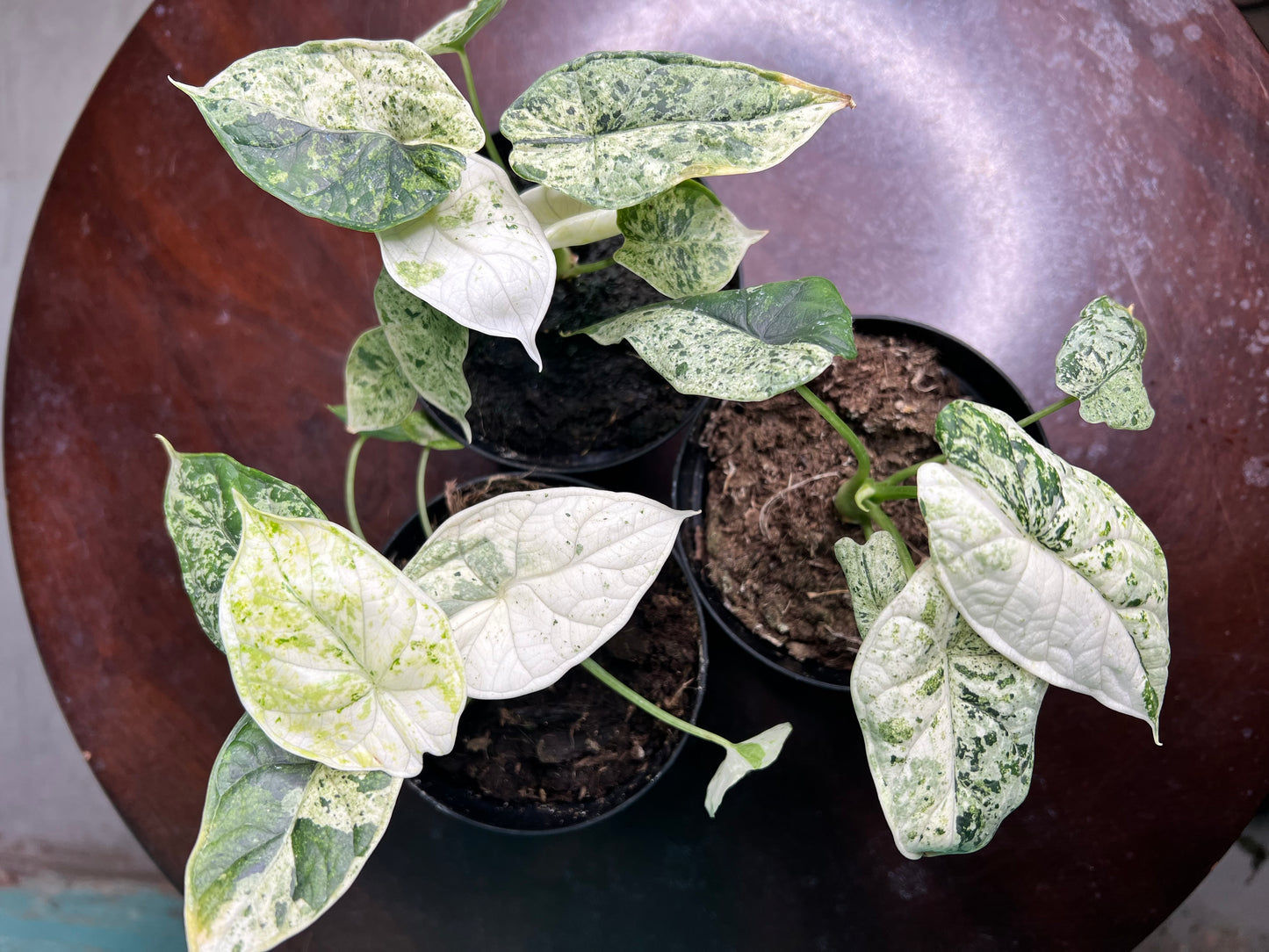 Alocasia Dragon Scale Mint 4”