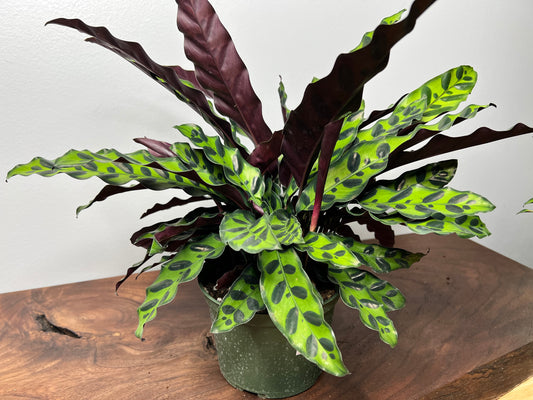 Rattle Snake calathea (6inch)