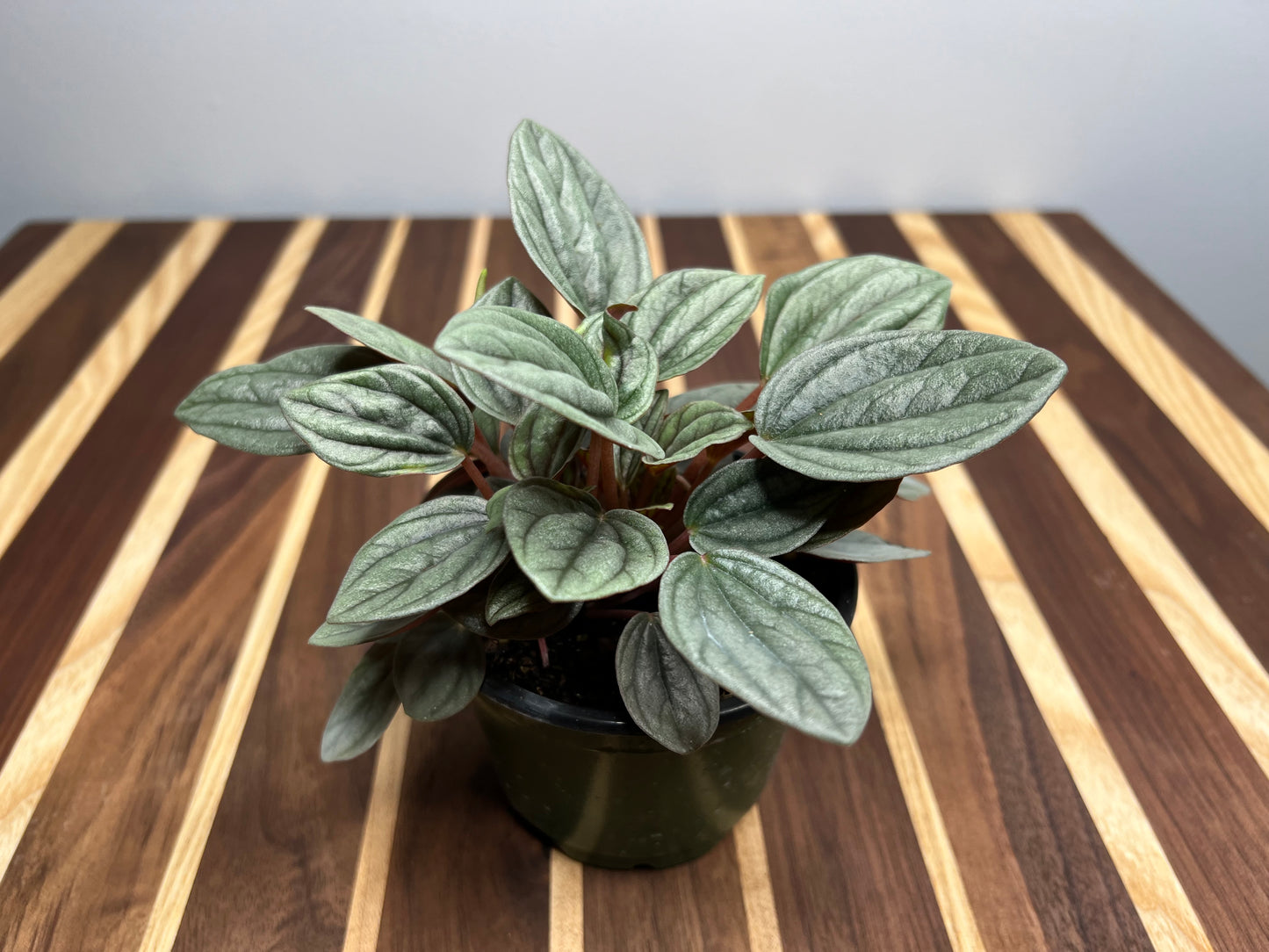 Peperomia Shiny Bush