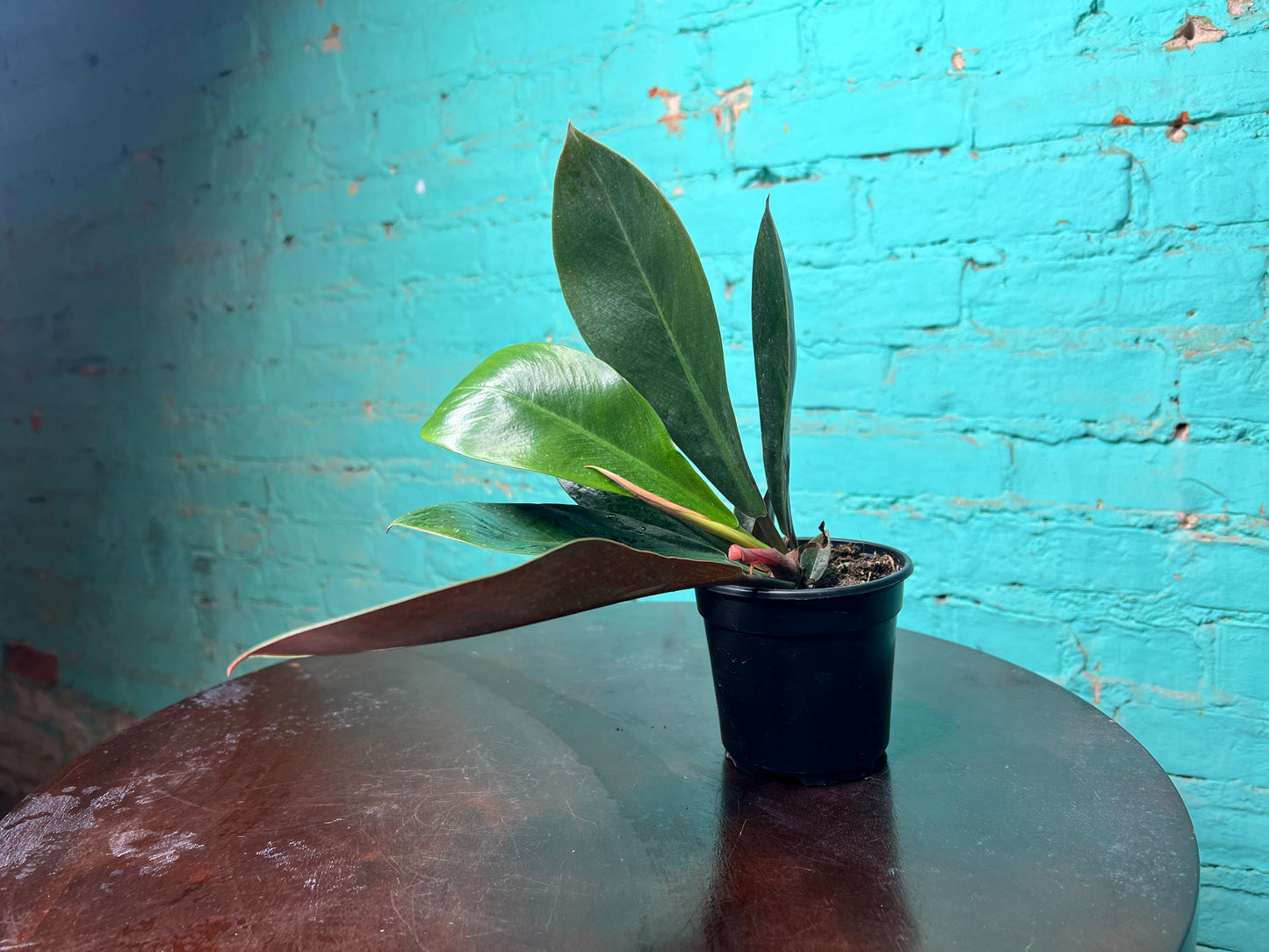 Philodendron Linnaei Kunth 4”