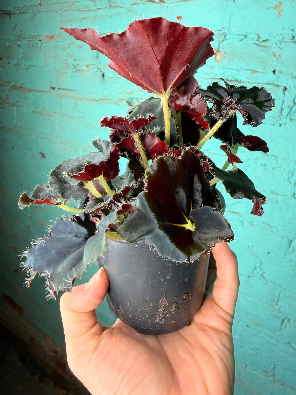 Begonia Rex “Zanzibar” 4”