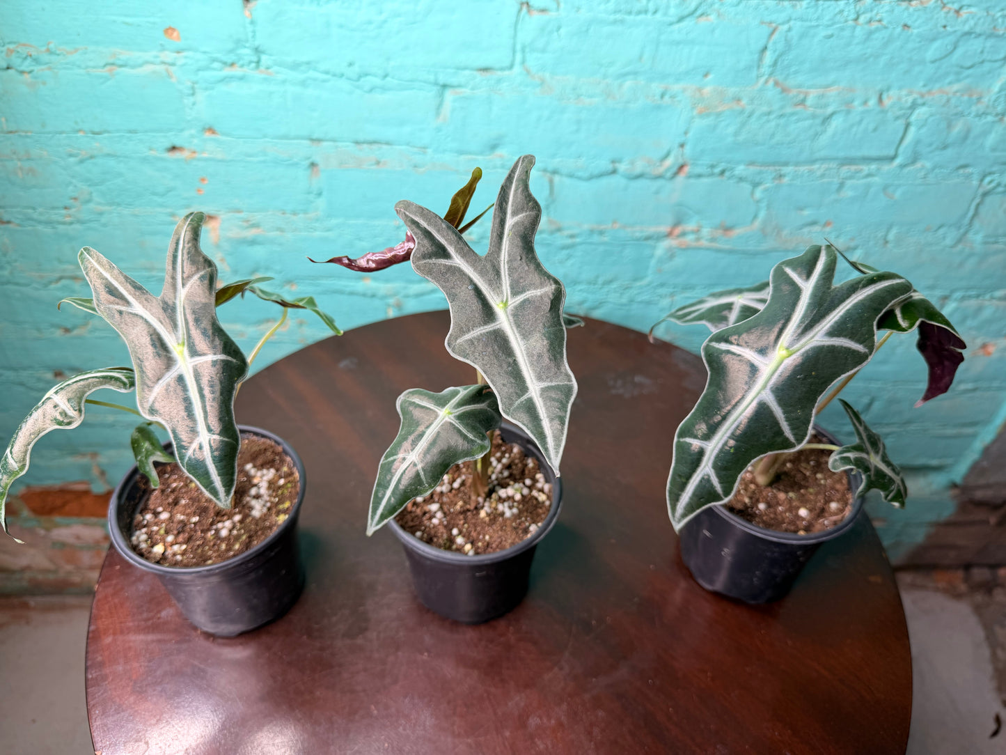Alocasia Nobilis 4”