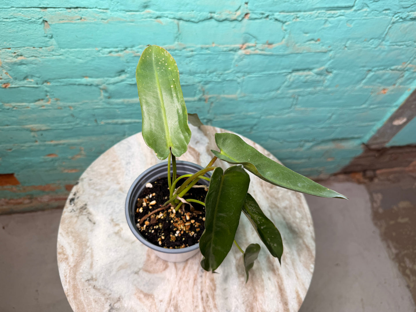 Philodendron-Spirit of Sacti