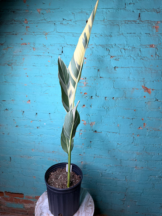 Canna Stuttgart 10”