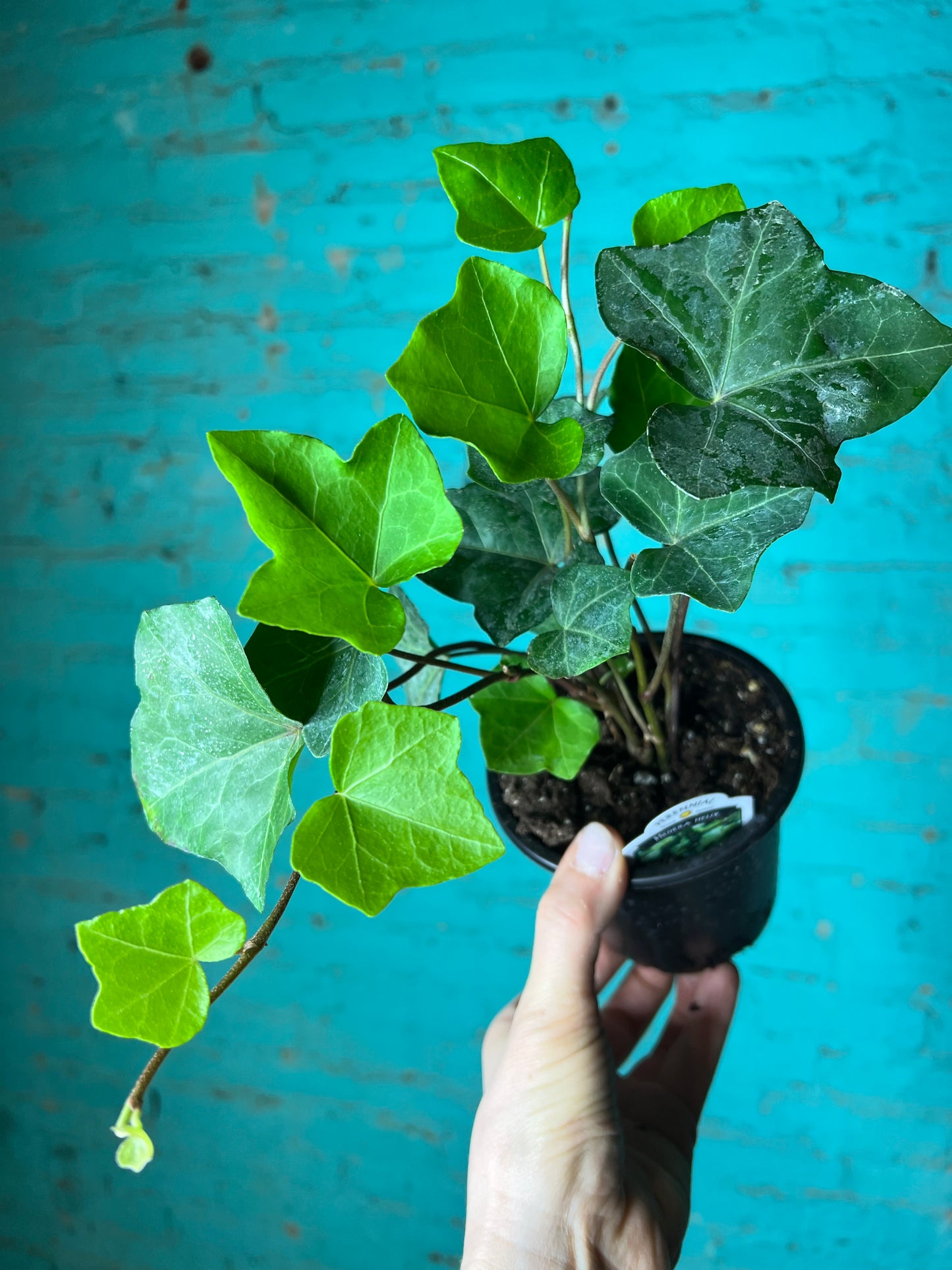 Hedera Algerian Ivy 4”