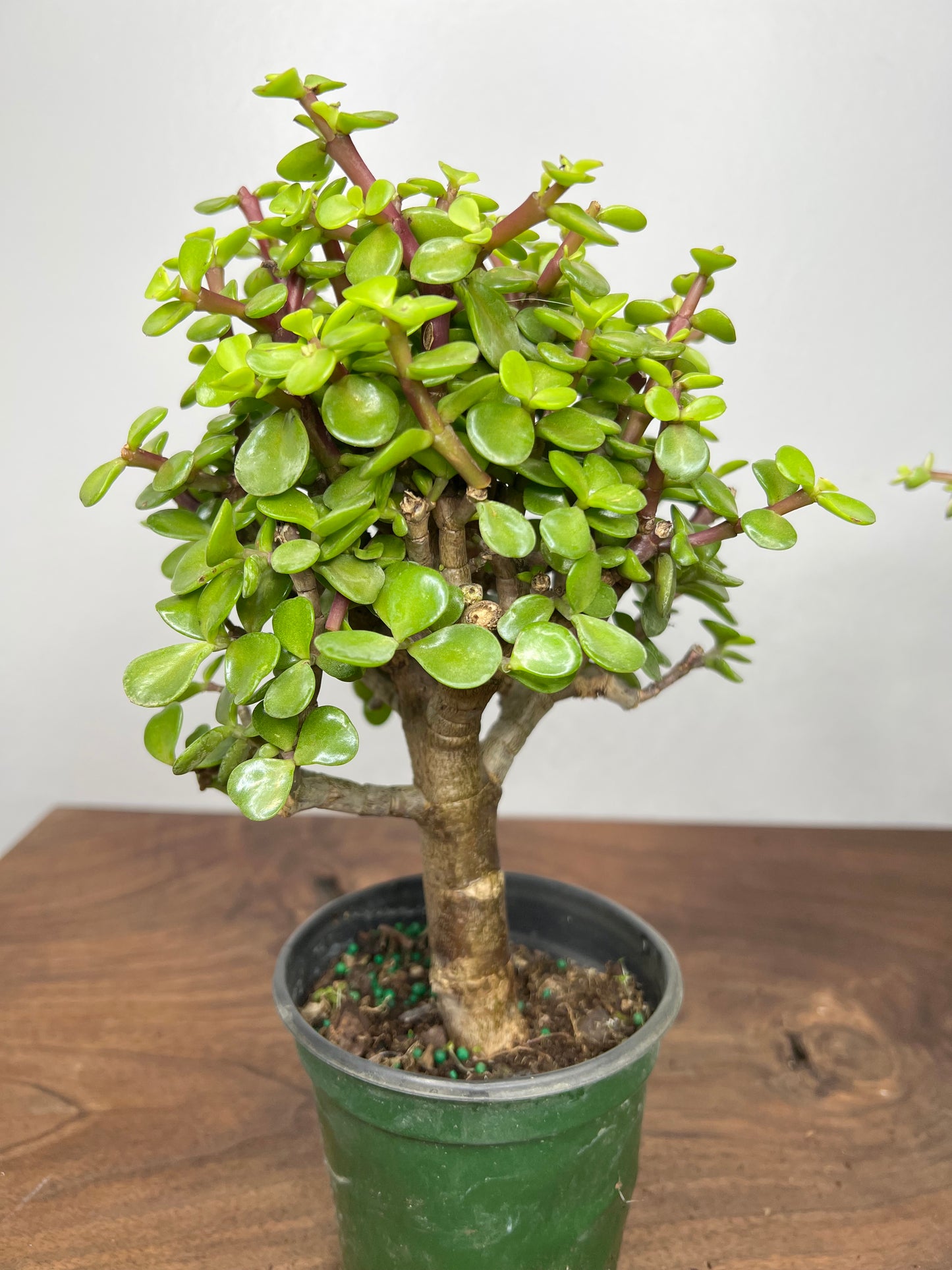Jade Bonsai