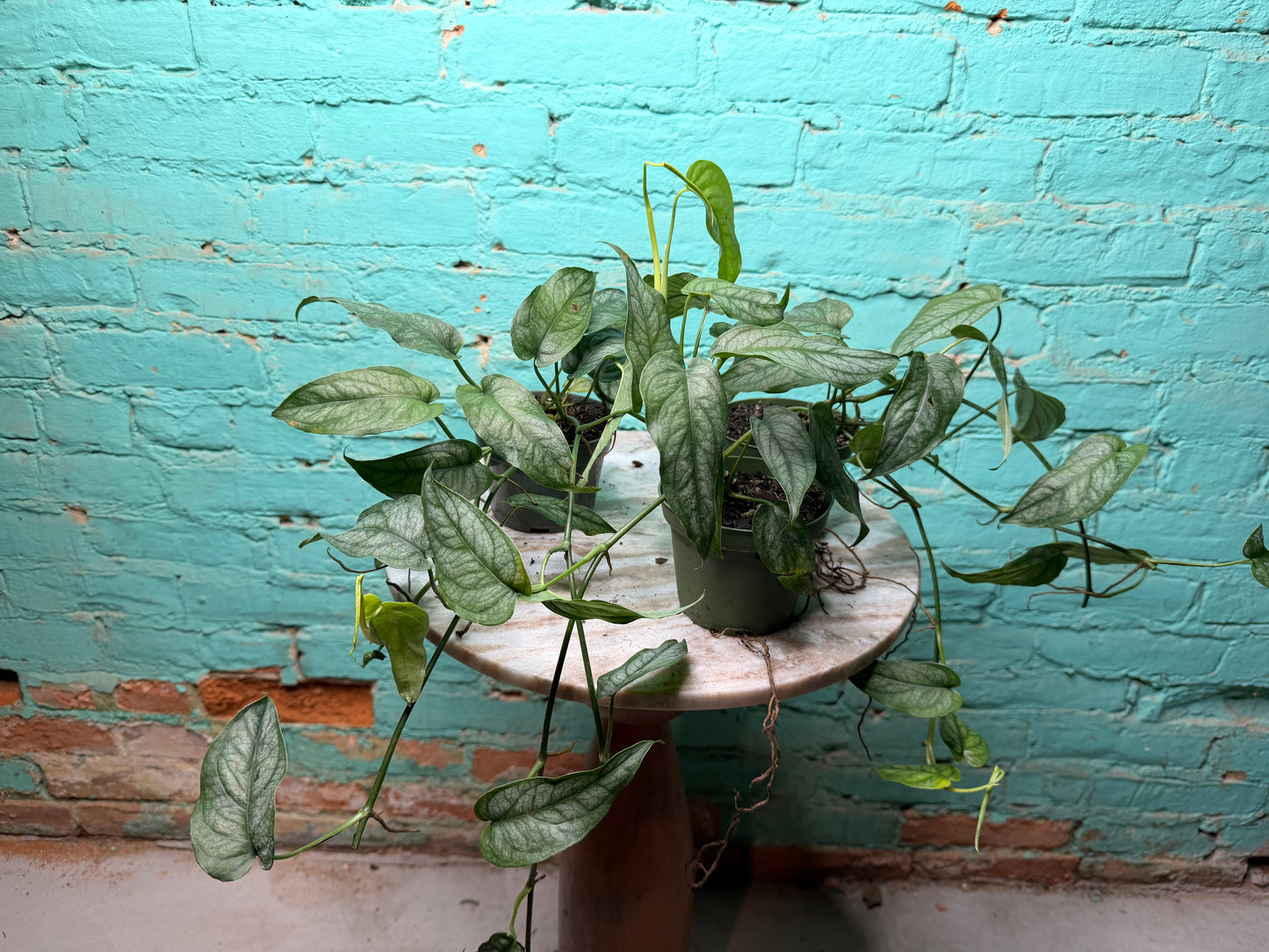 Monstera Siltepecana 4”