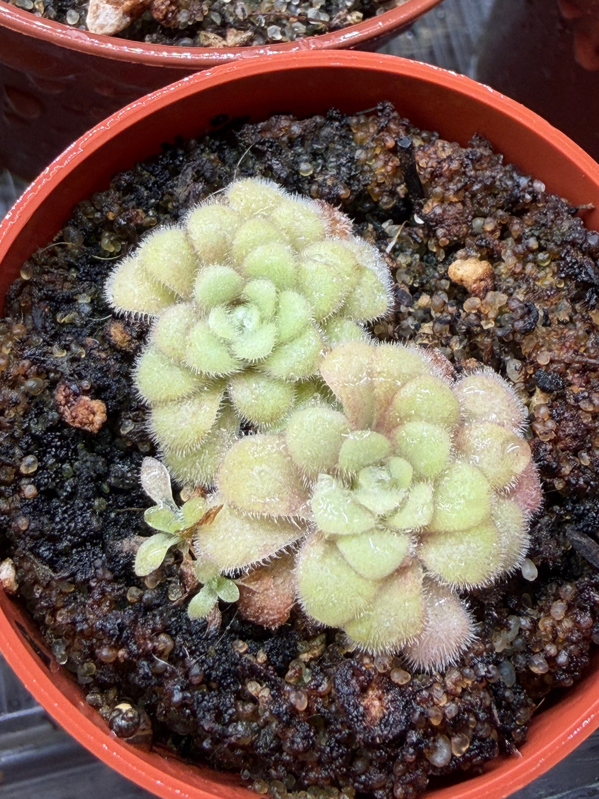 Pinguicula 6 Pack