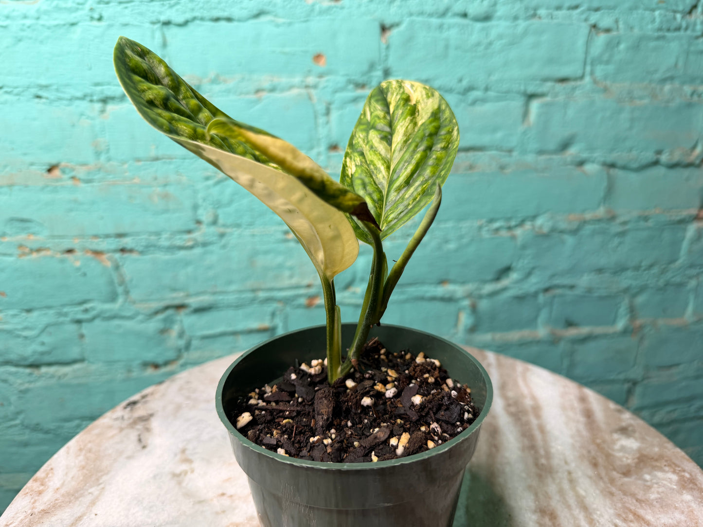 Monstera Peru Variegated 4”