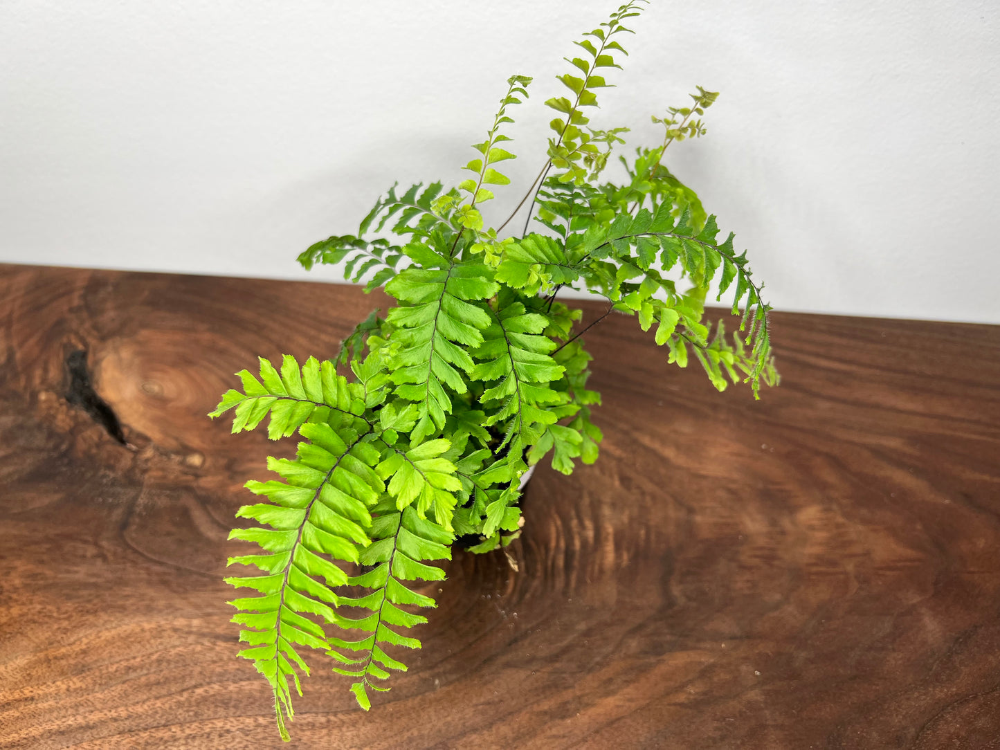 Rough Maidenhair fern