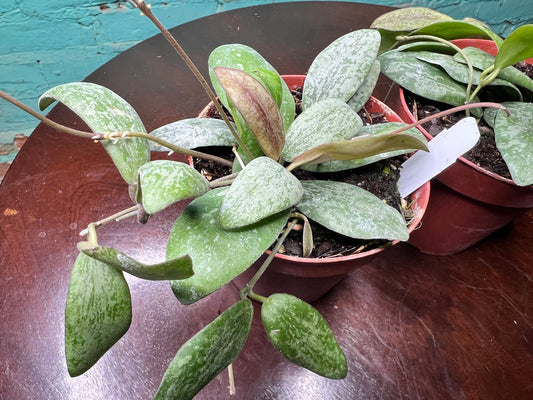 Hoya Sigillatis Silver 4”