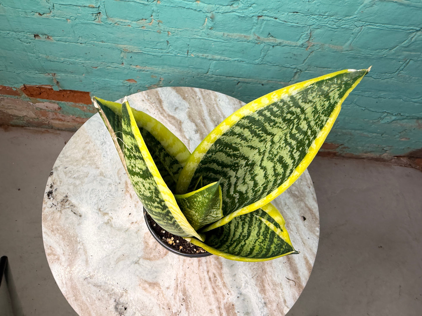Sansevieria ‘Golden Hahnii’