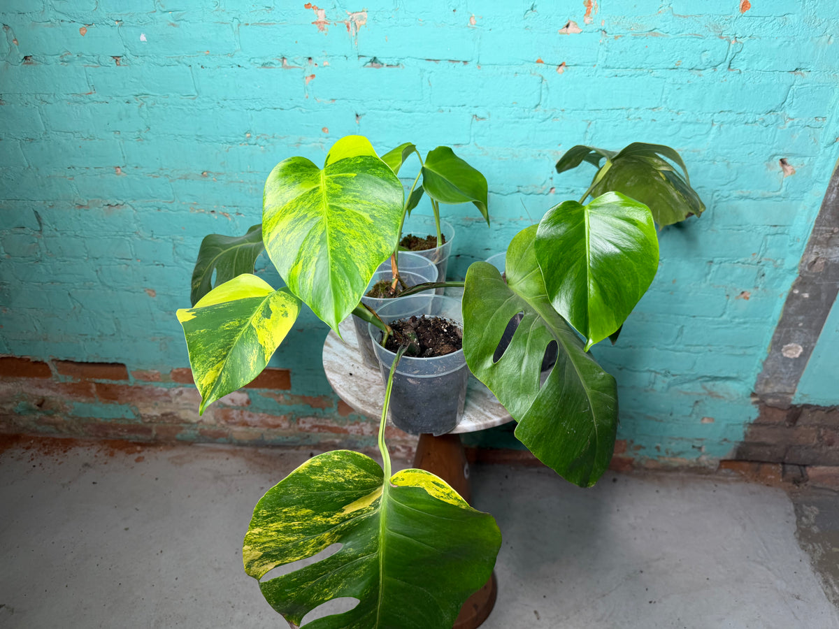 Monstera Deliciosa Aurea cutting