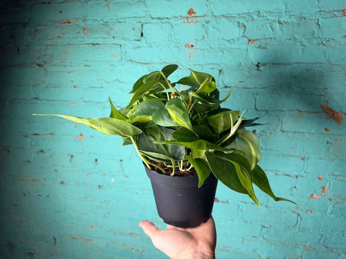 Philodendron Brasil 6”
