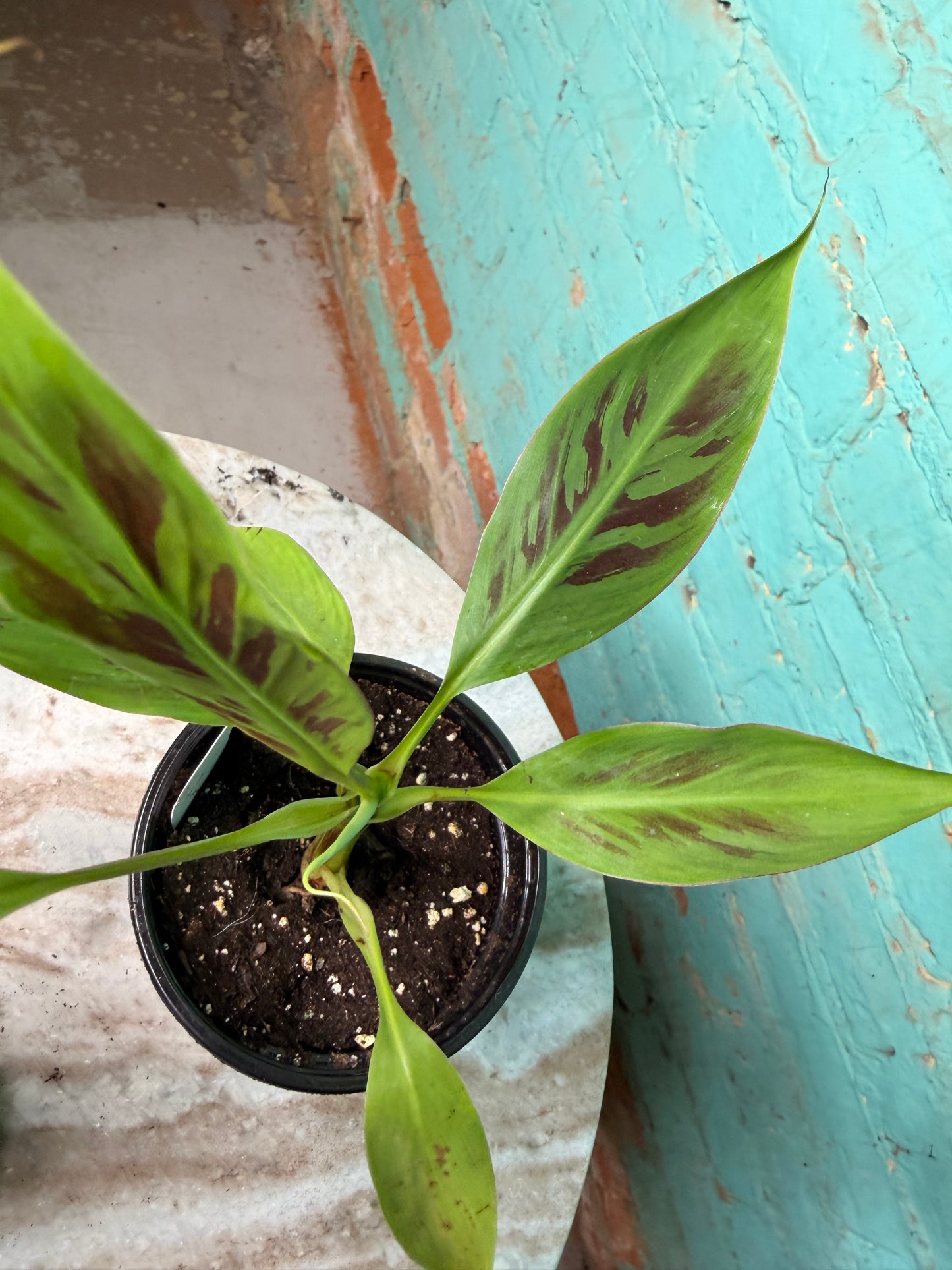 Musa Zebrina 4”