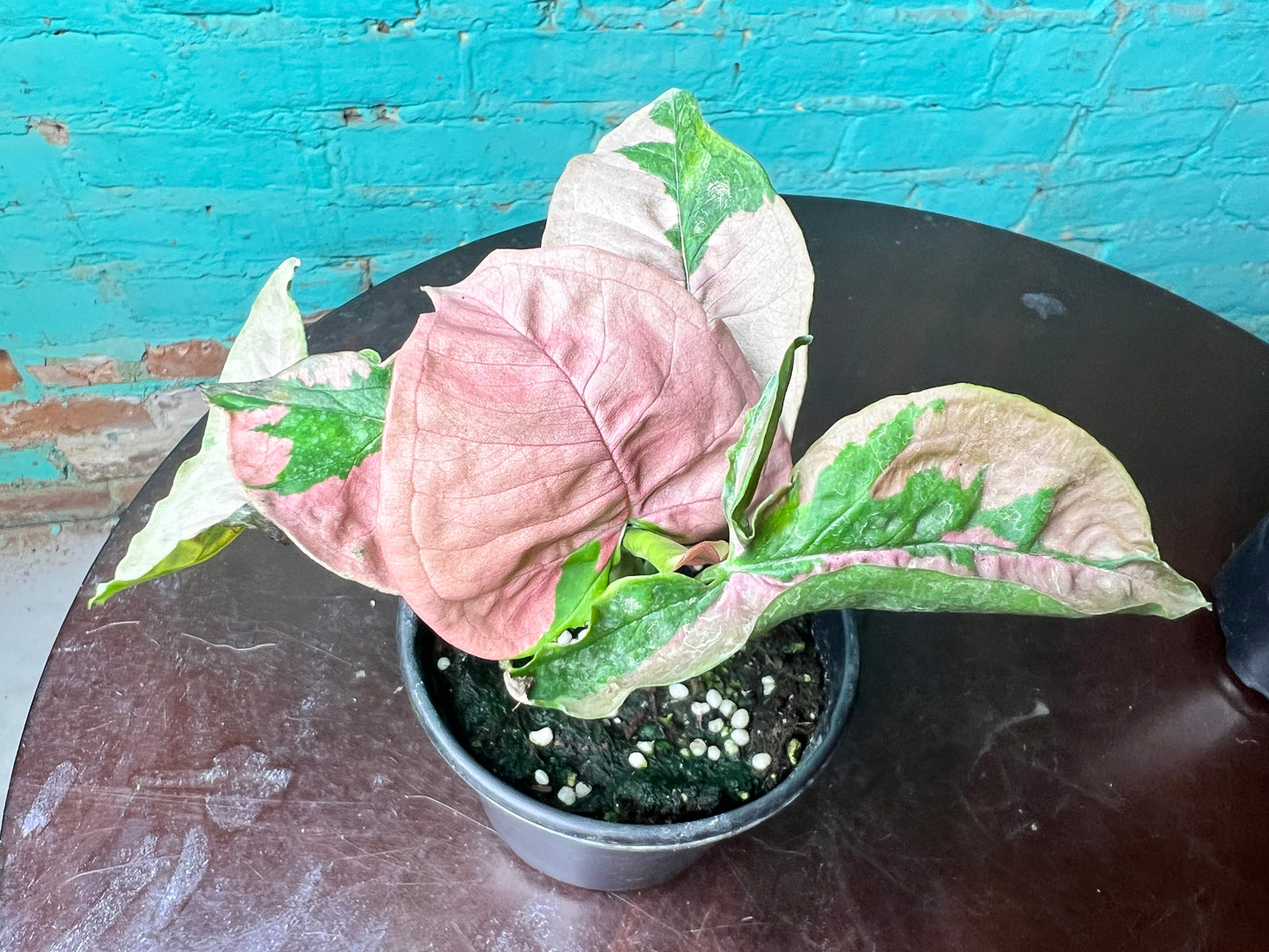 Syngonium Pink Lava 4”