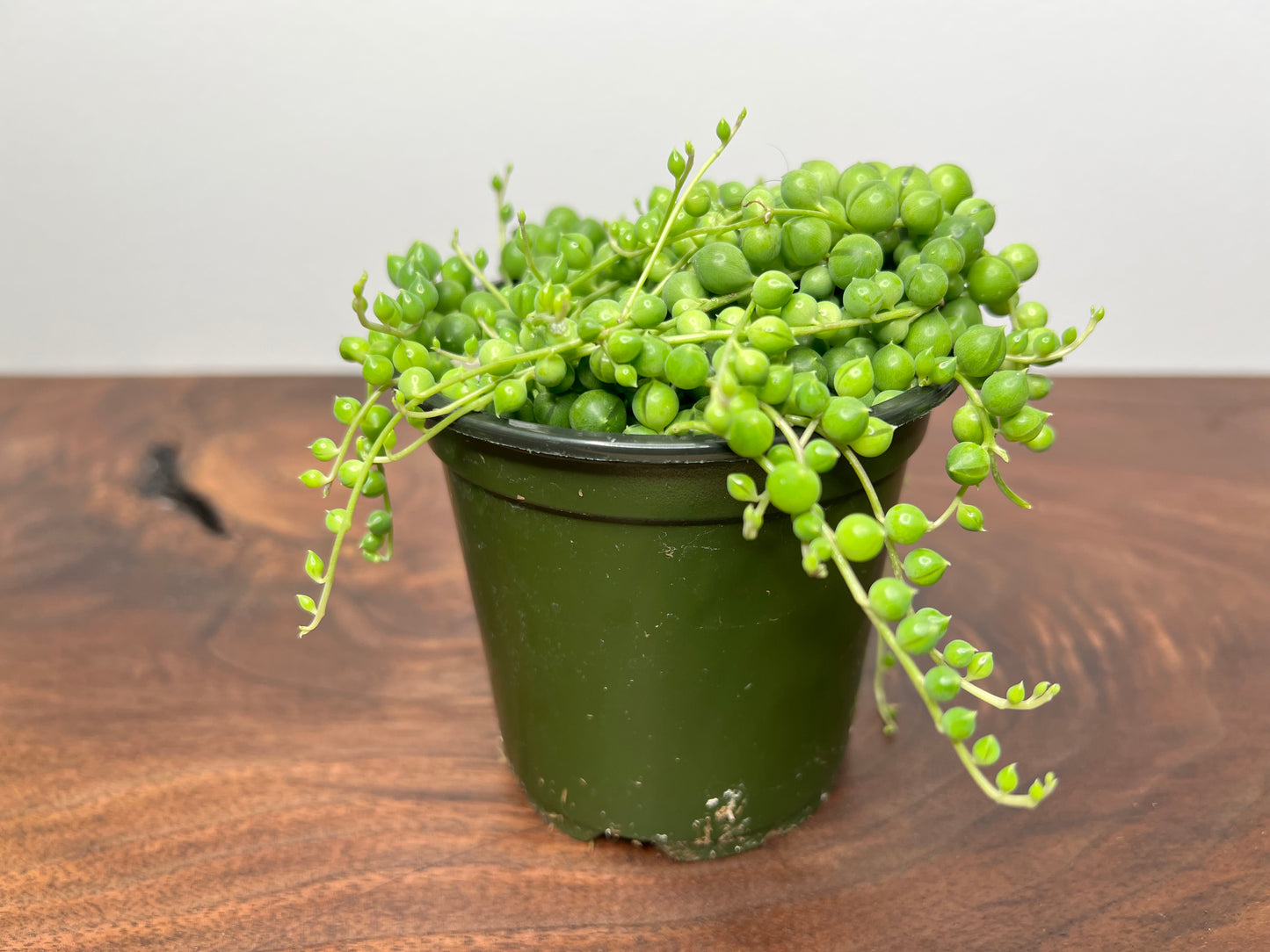 String of Pearls (4inch pot)