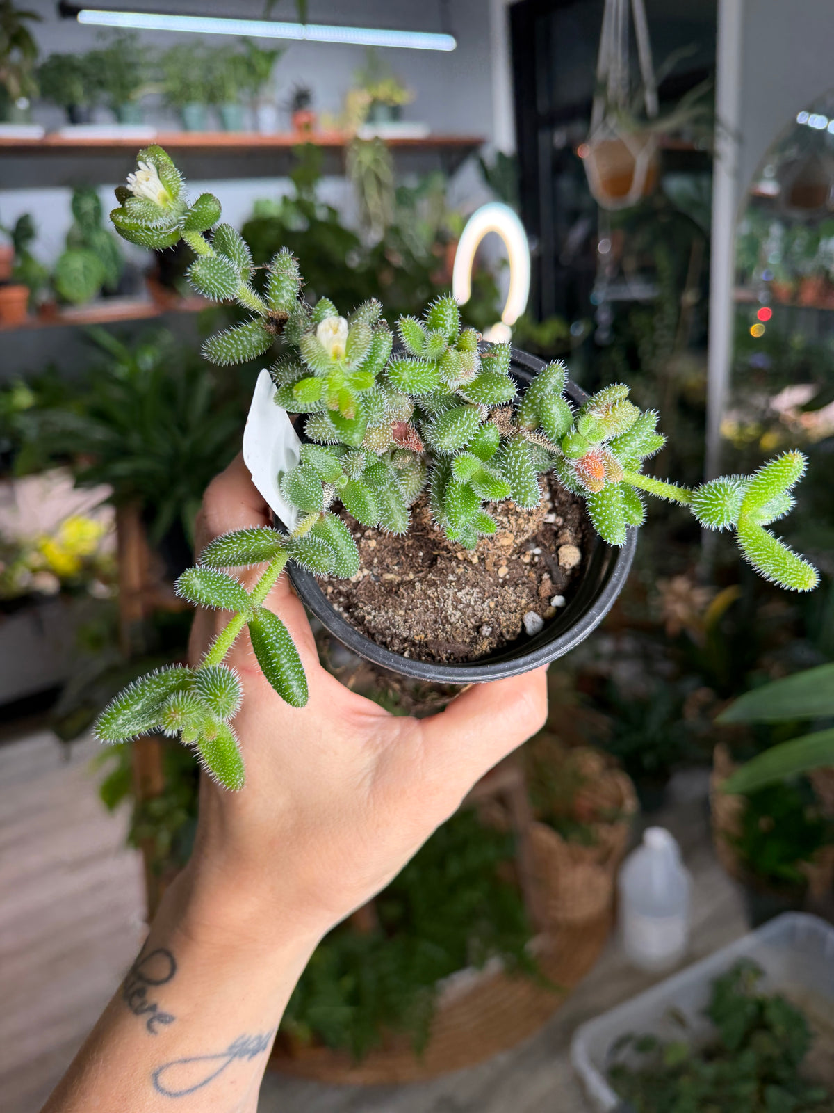 Pickle Plant 4”