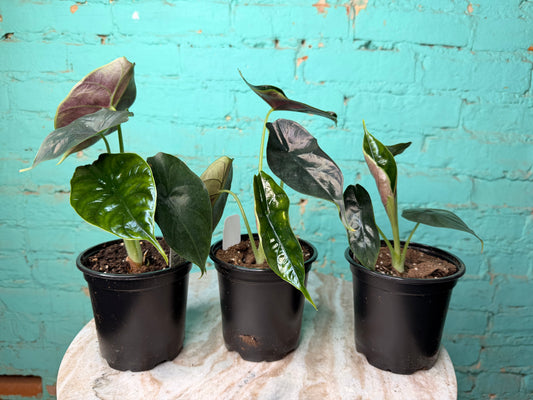 Alocasia Green Unicorn  4”