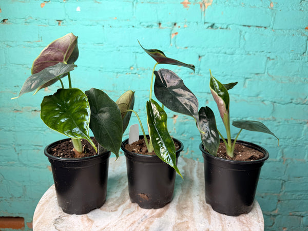 Alocasia Green Unicorn  4”