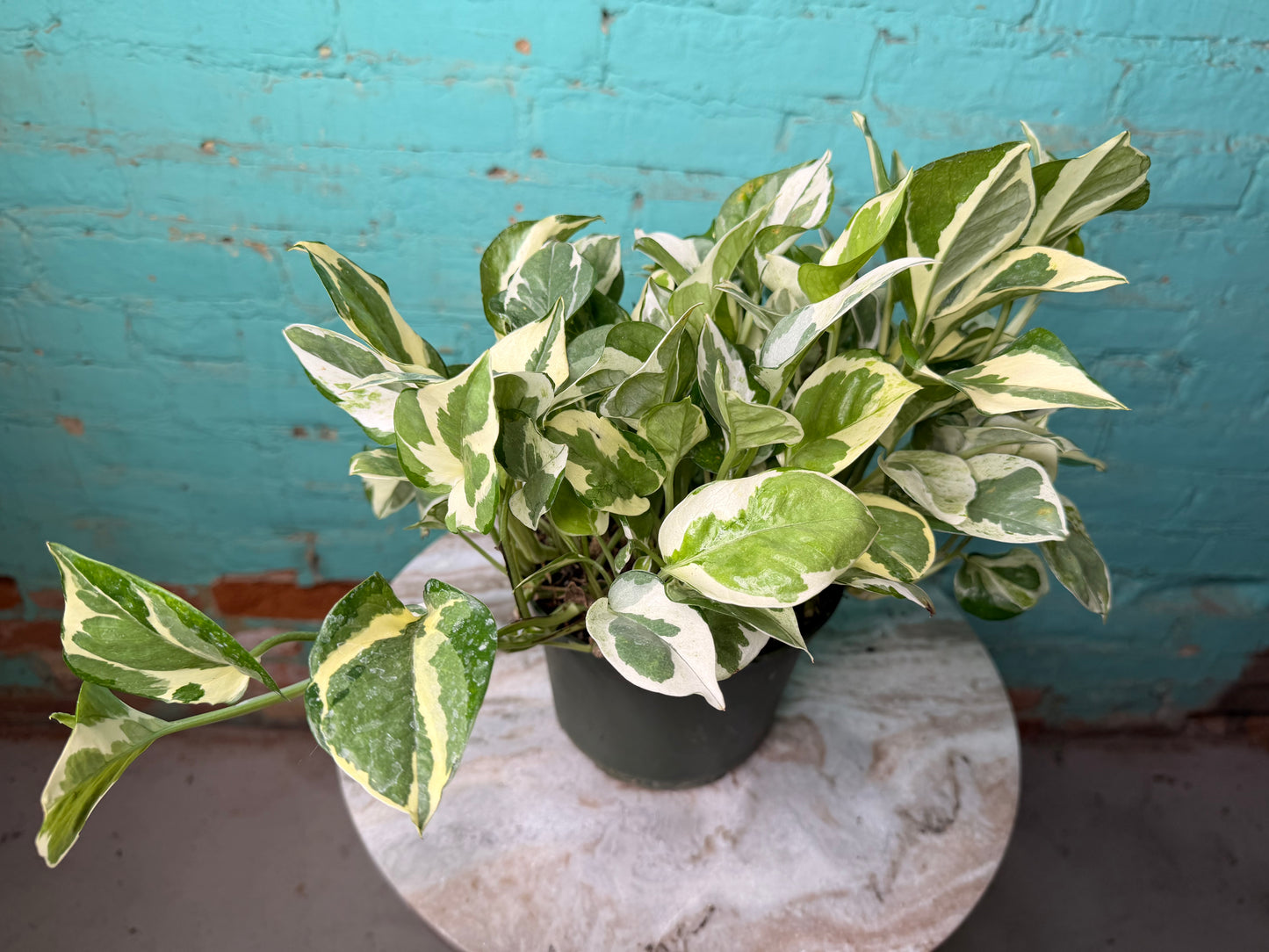 Pothos Pearls & Jade 6”