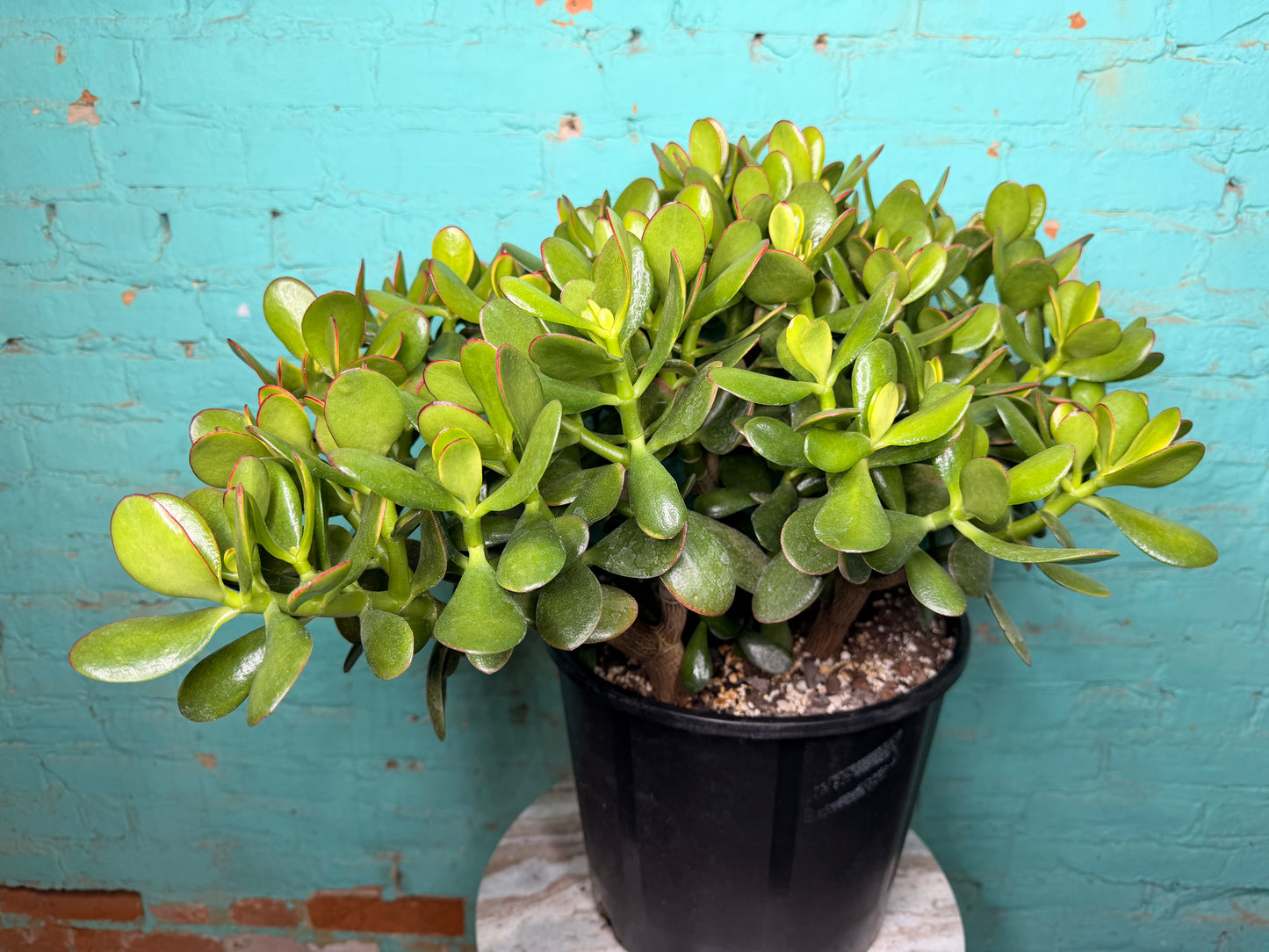 Jade  12”