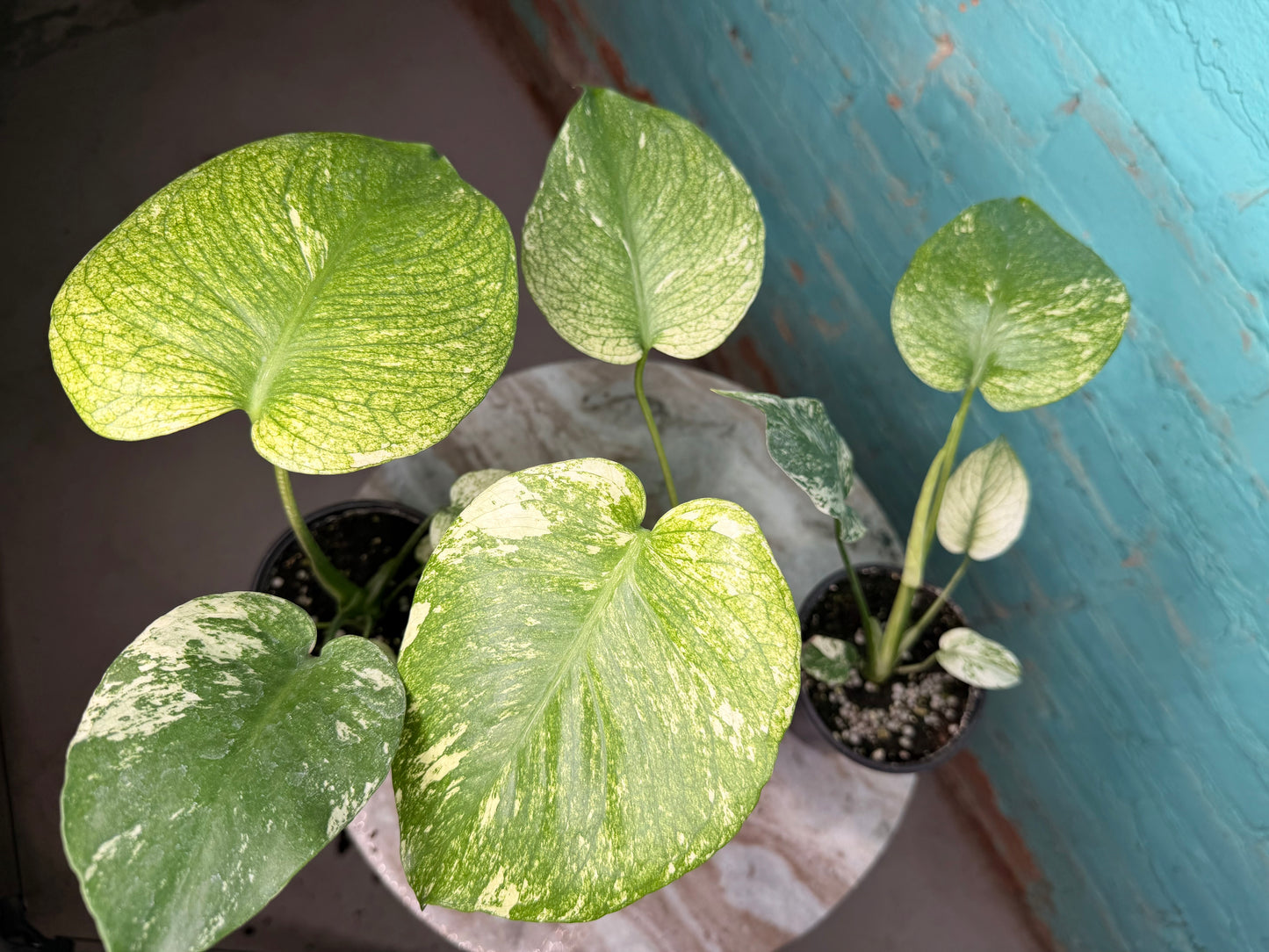 Monstera Deliciosa Mint 4”