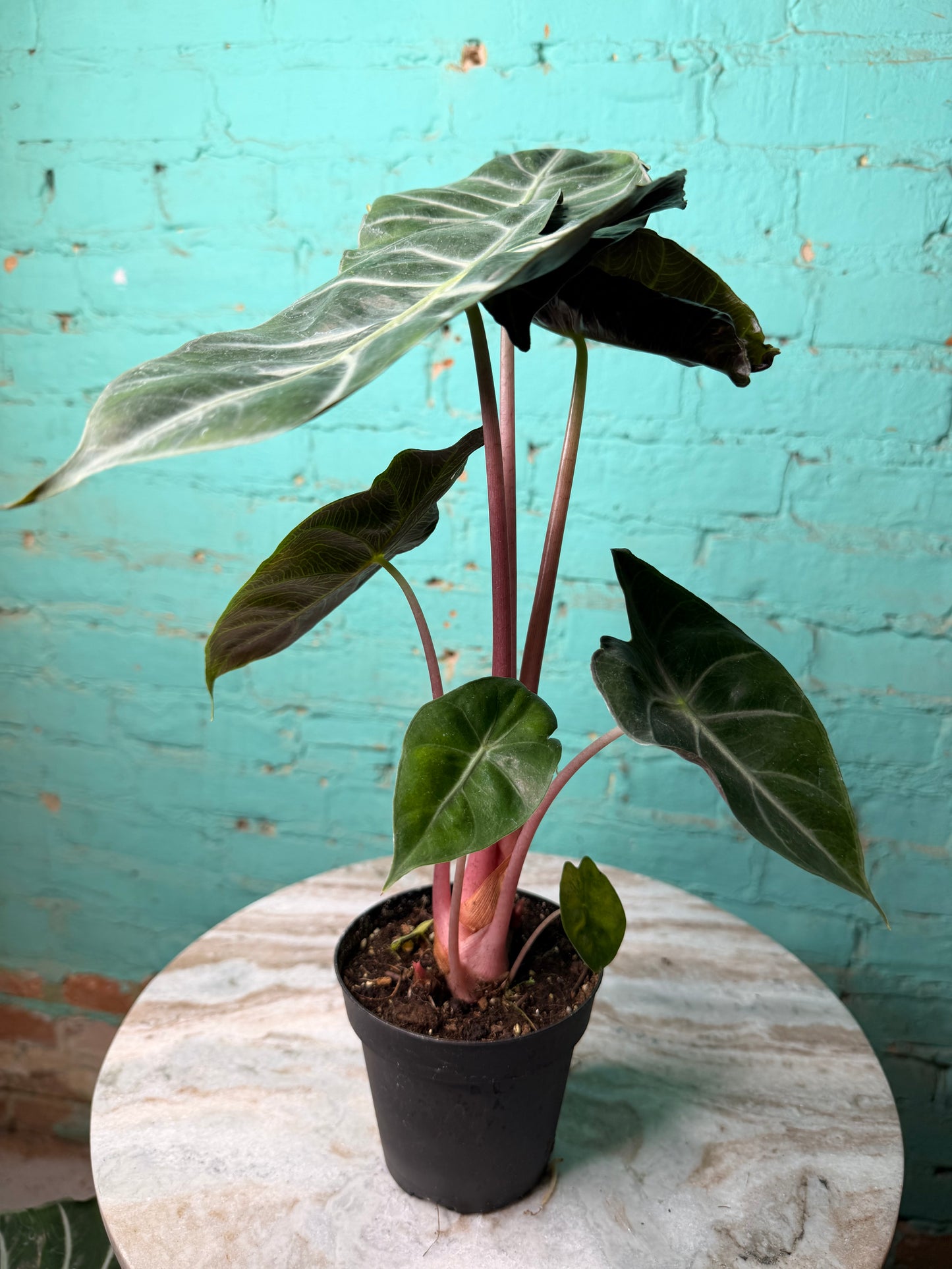 Alocasia Morocco (Pink Dragon) 4”