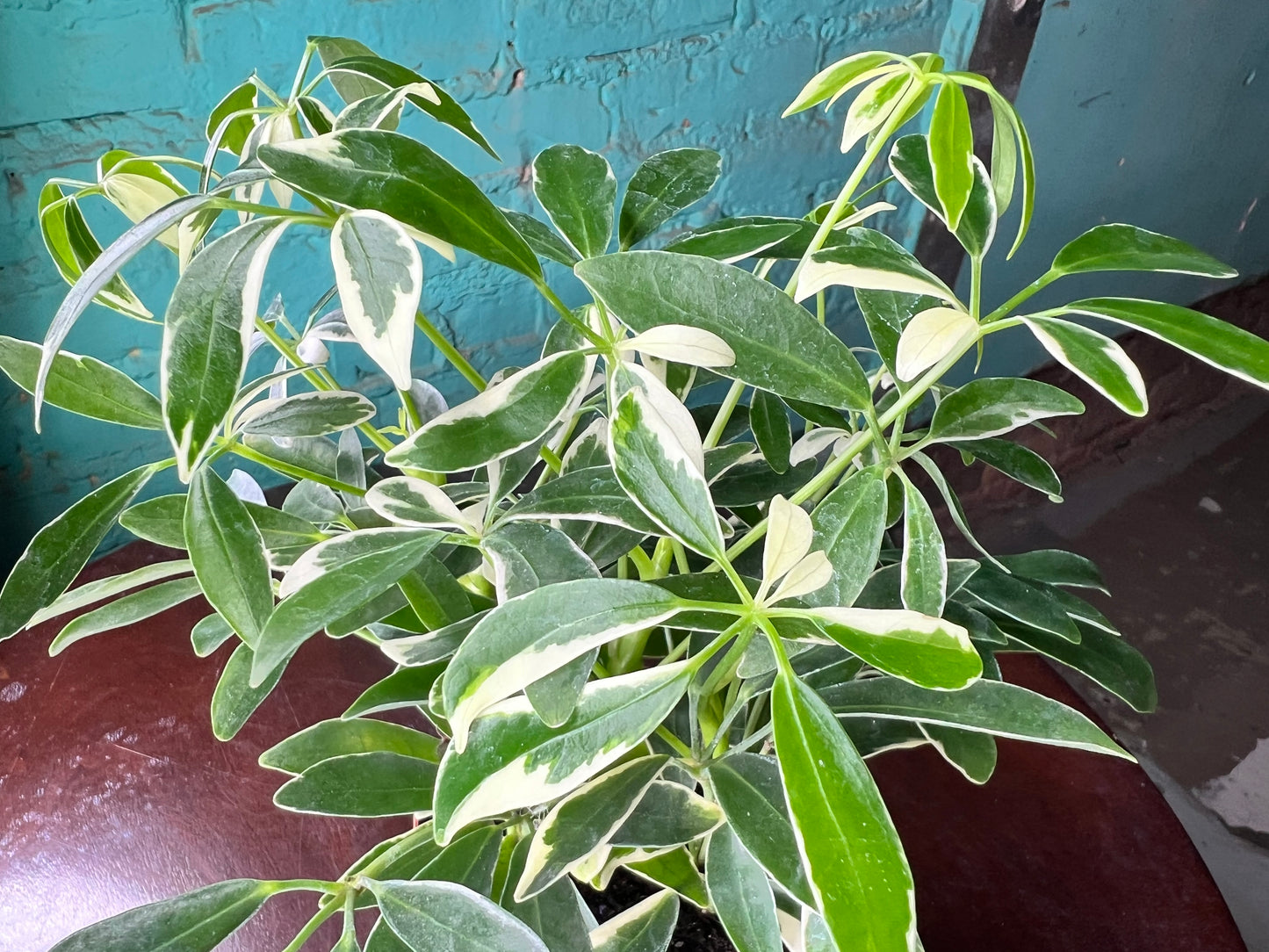Schefflera Variegated Albo  (Umbrella plant) 4”