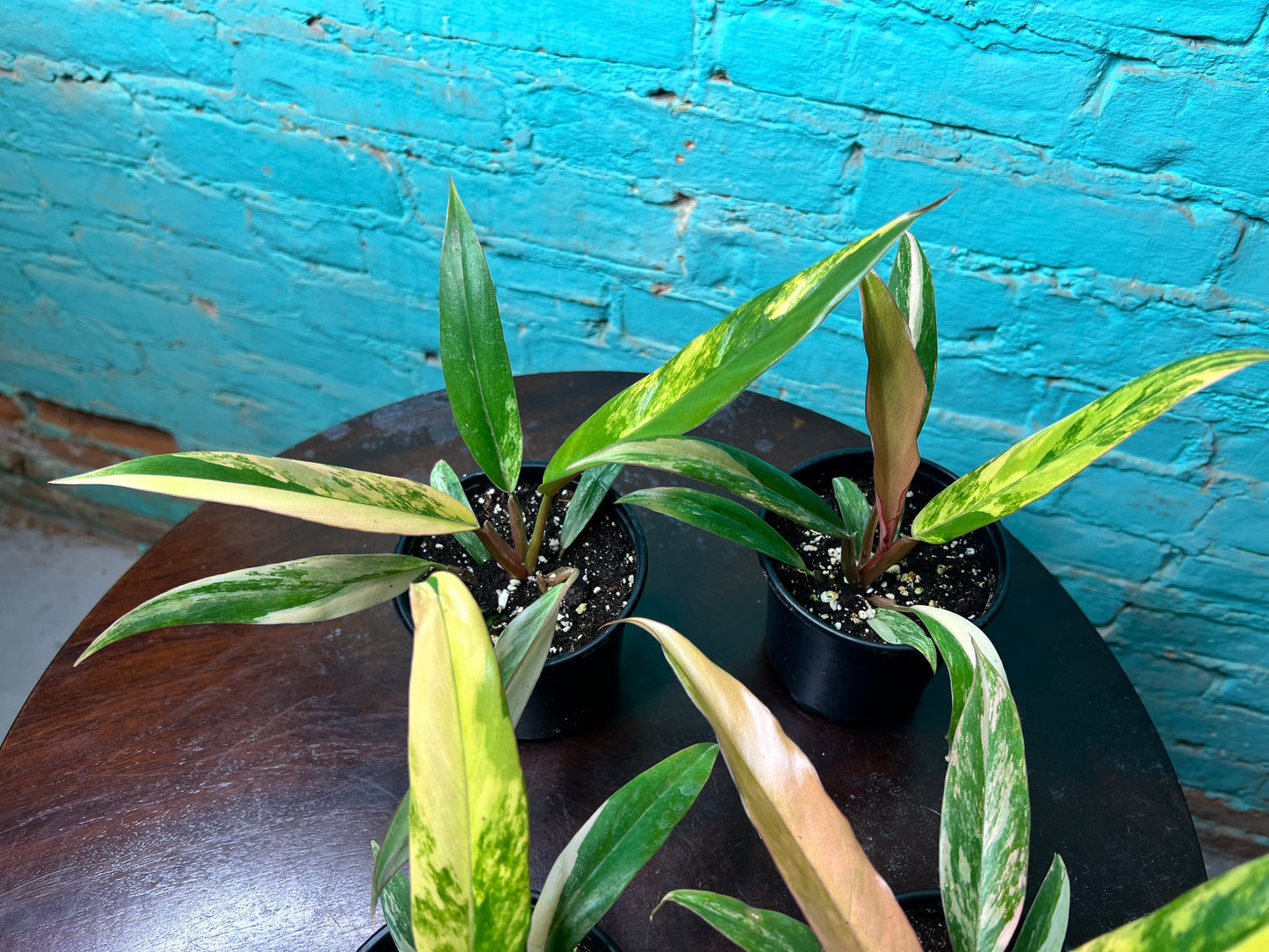 Philodendron Carmel Marble 4”