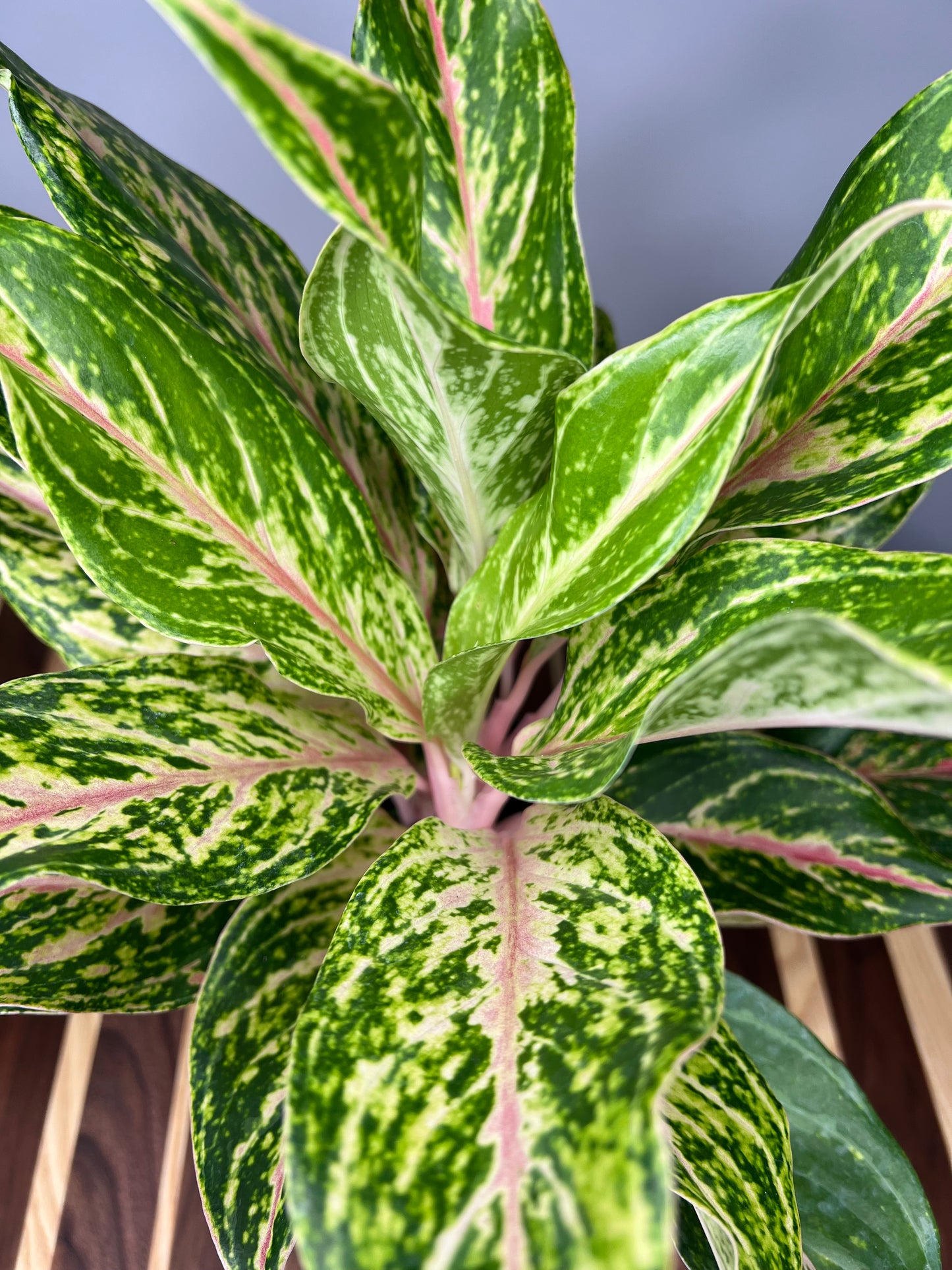 Aglaonema Pink 6”