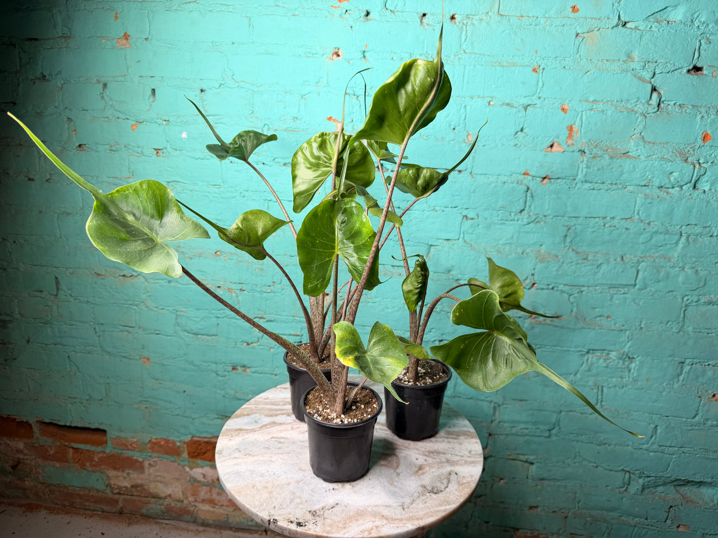 Alocasia Stingray 4”