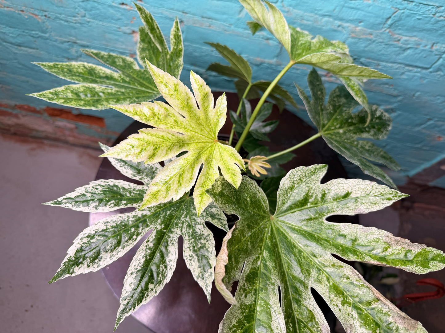 Fatsia Varegated 6”