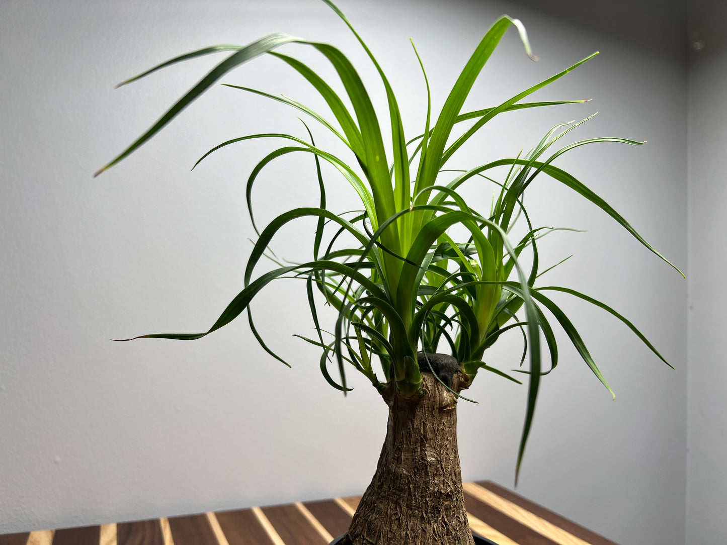 Ponytail Palm 4”