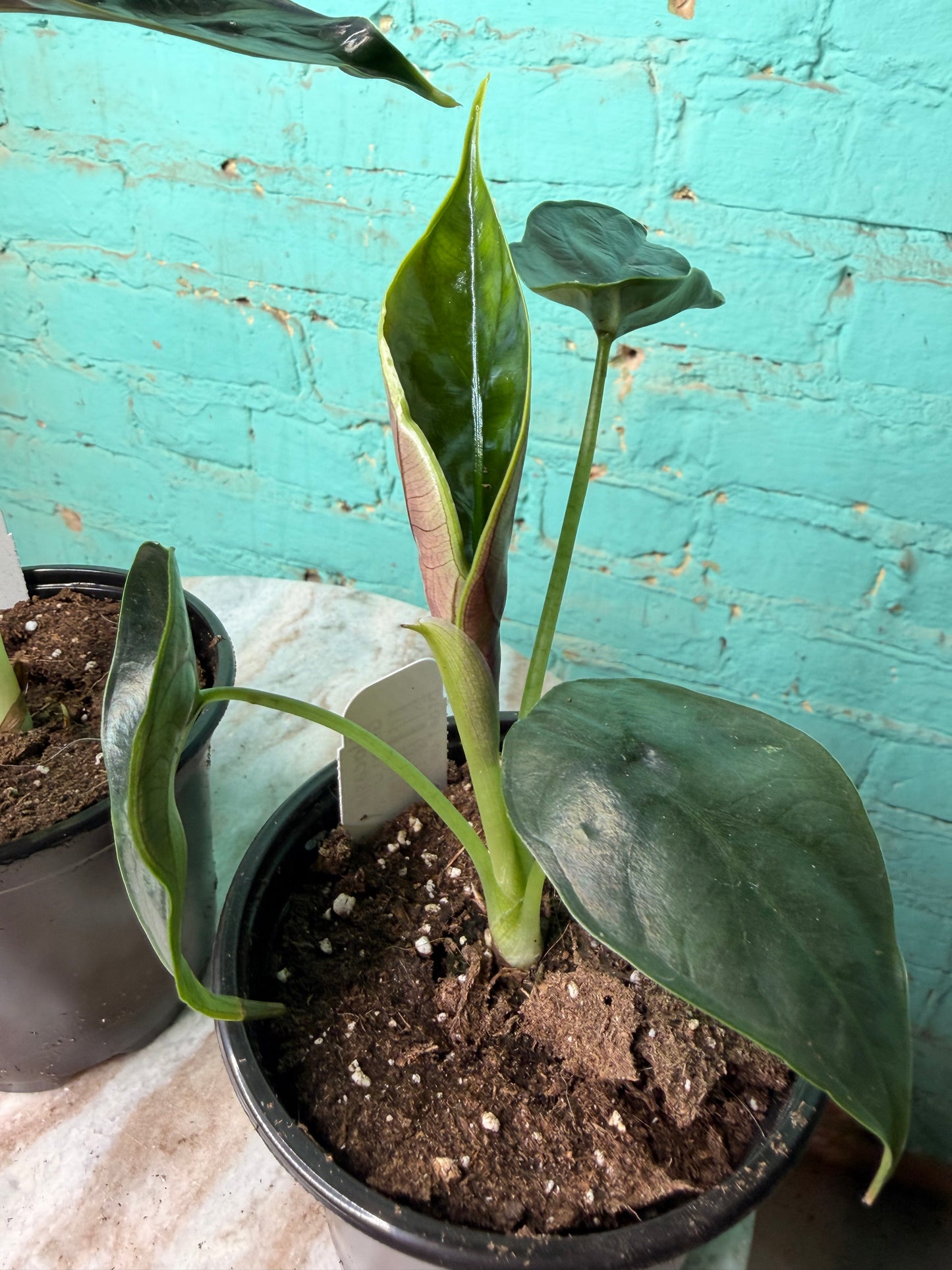 Alocasia Green Unicorn  4”