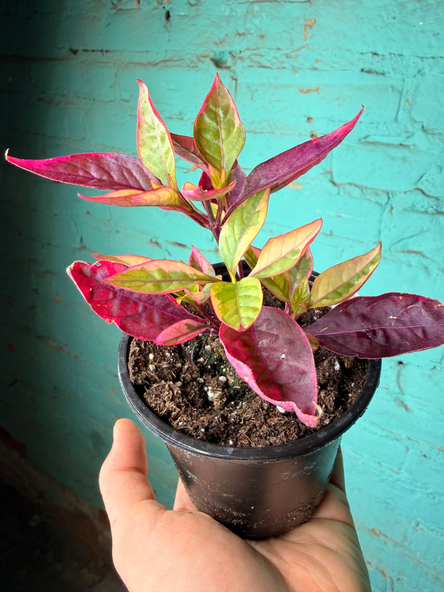 Alternanthera “Little Ruby” Party Time Plant 4”