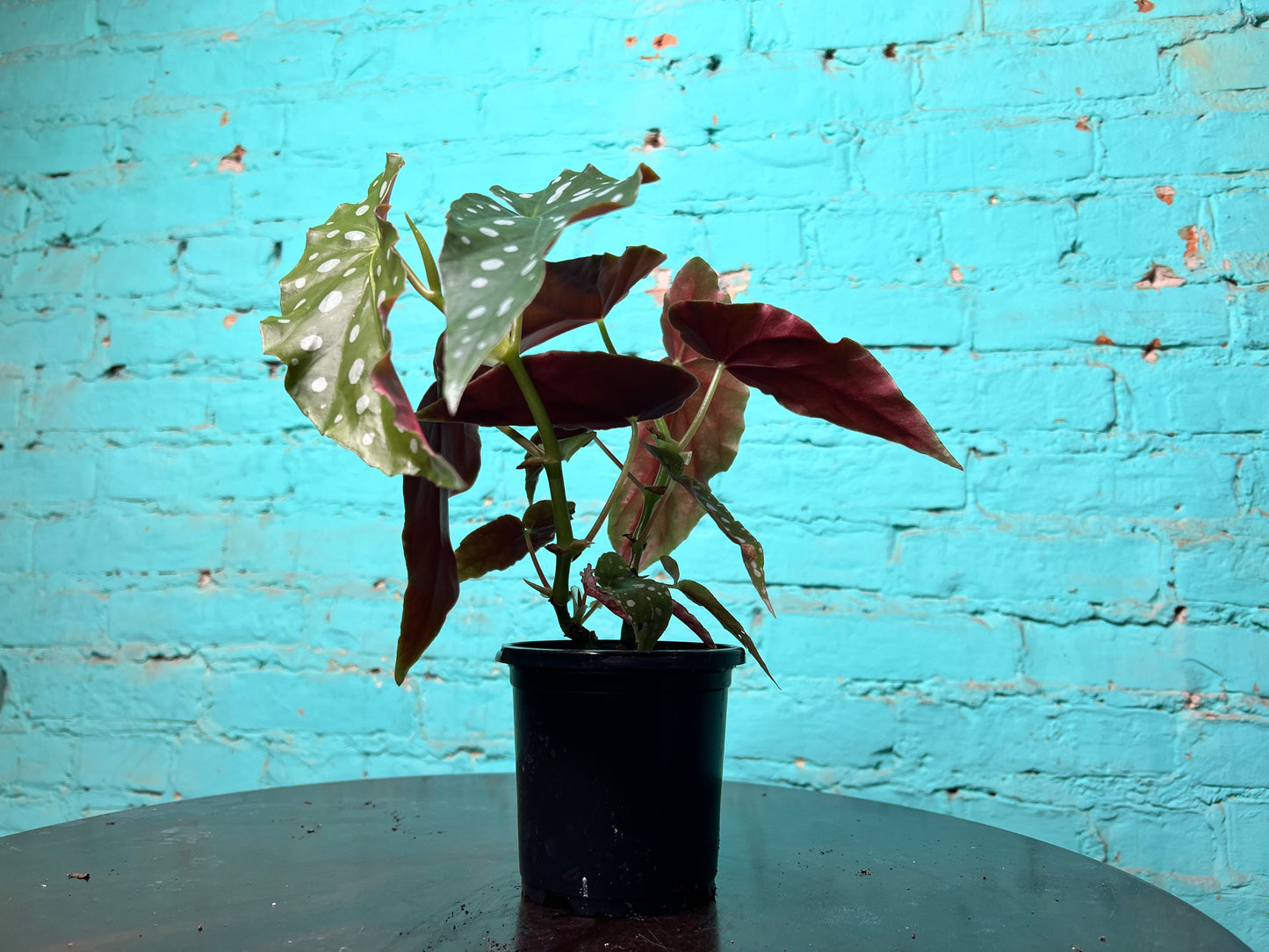 Begonia Maculata- Polka Dot 4”