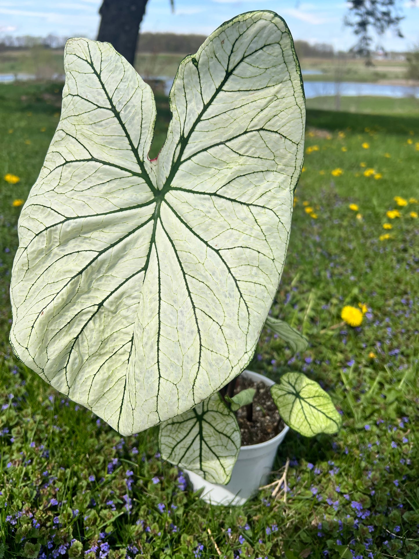 Caladiums 6” (multi bulbs)