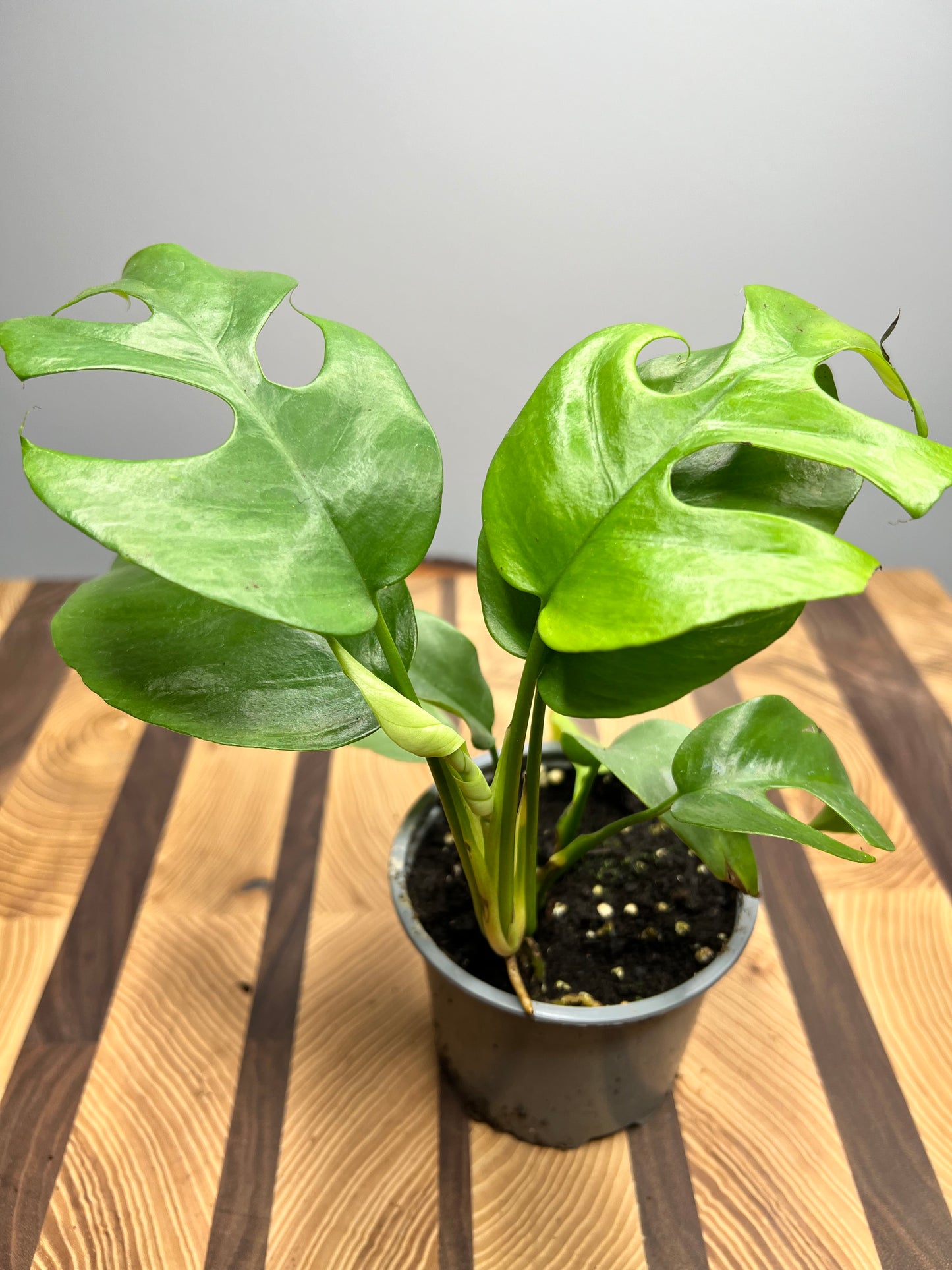 Mini Monstera